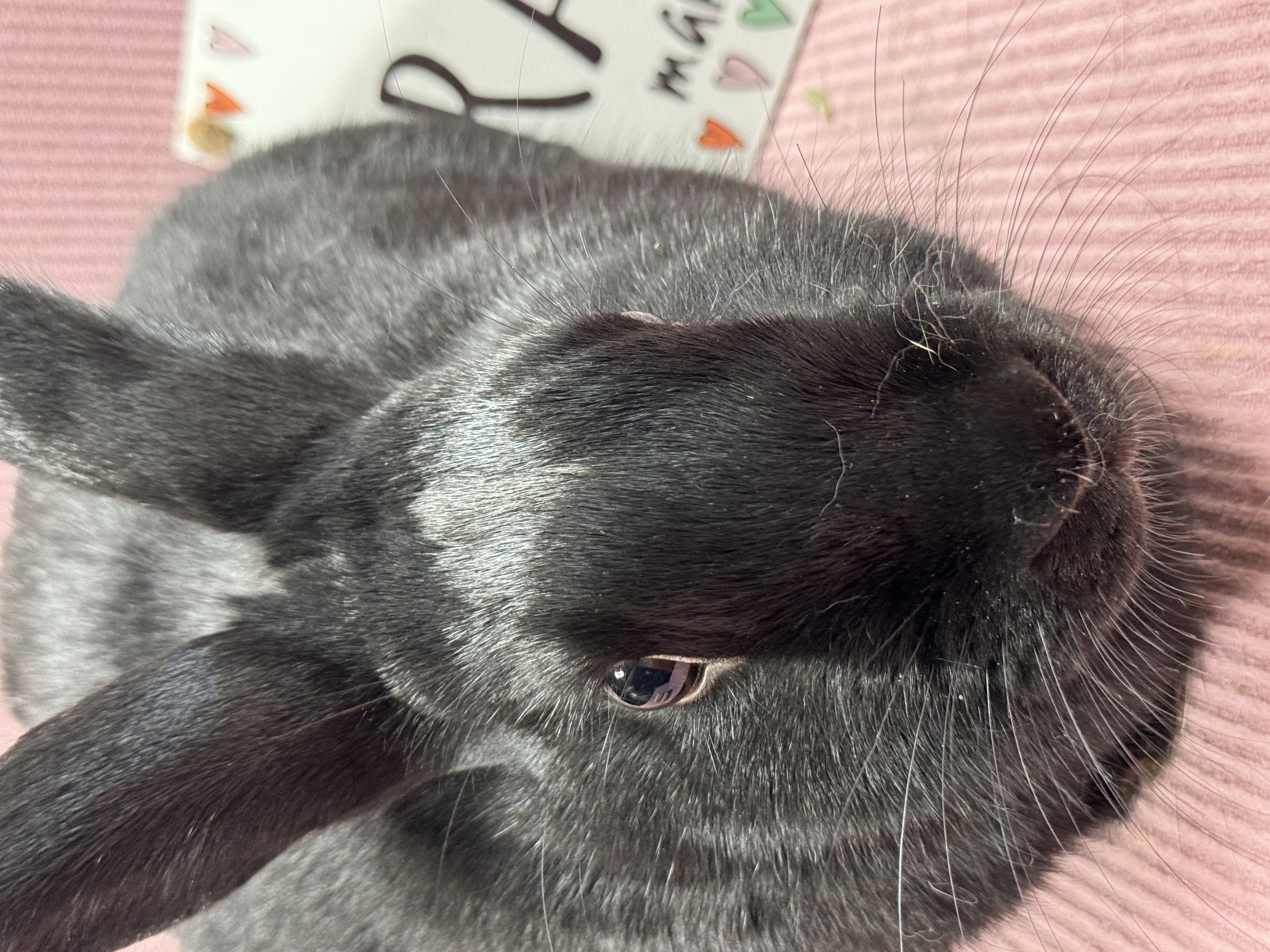 Gidget, a Adoptable mixed breed in SAUCIER, MS image 4/6