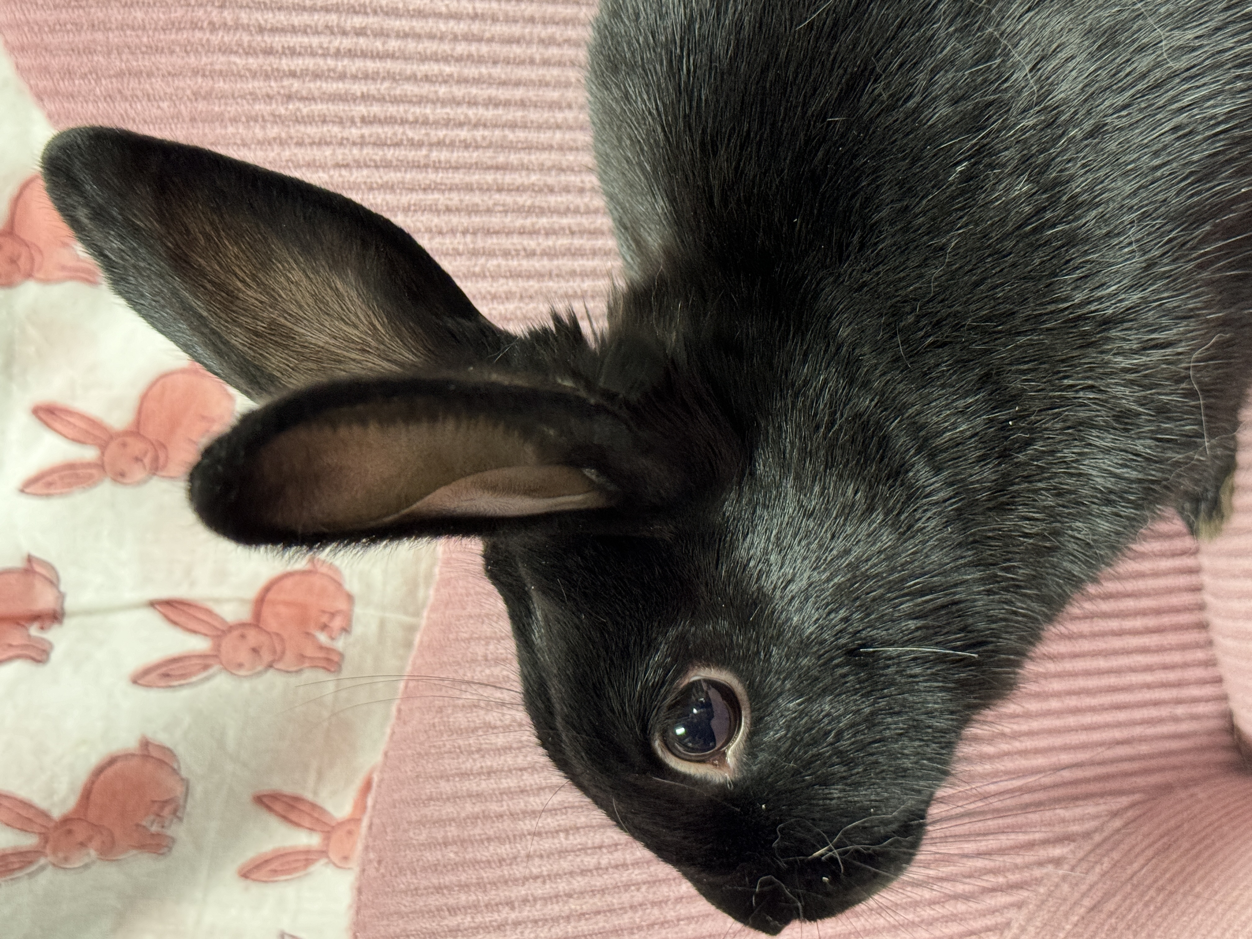 Gidget, a Adoptable mixed breed in SAUCIER, MS image 5/6