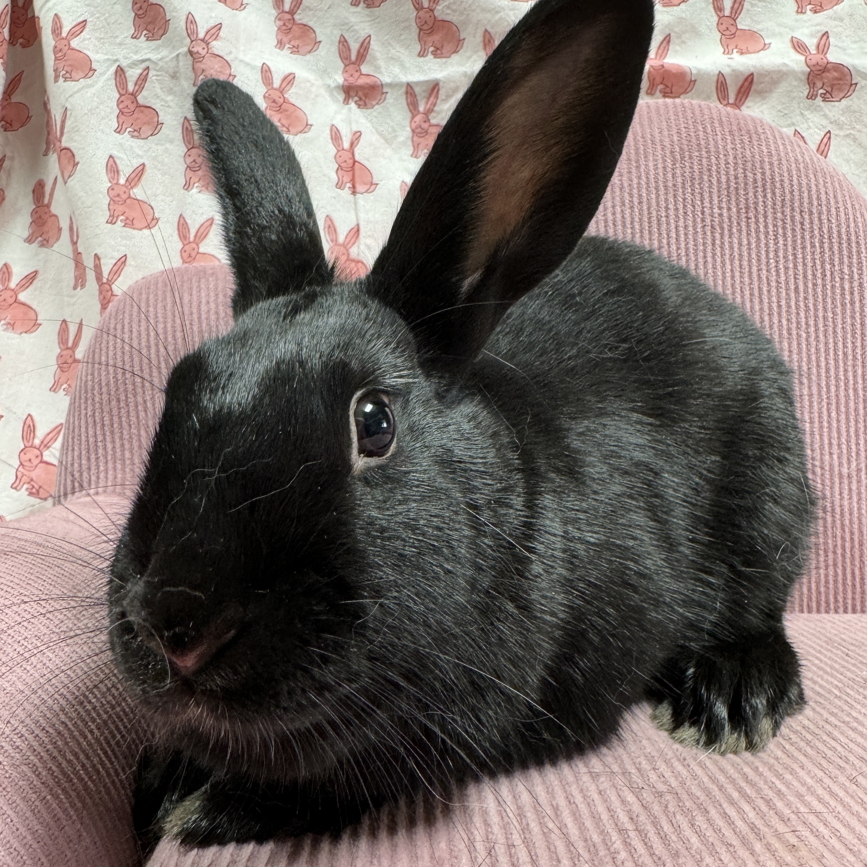 Gidget, Adoptable, Young Female Dutch & Havana.