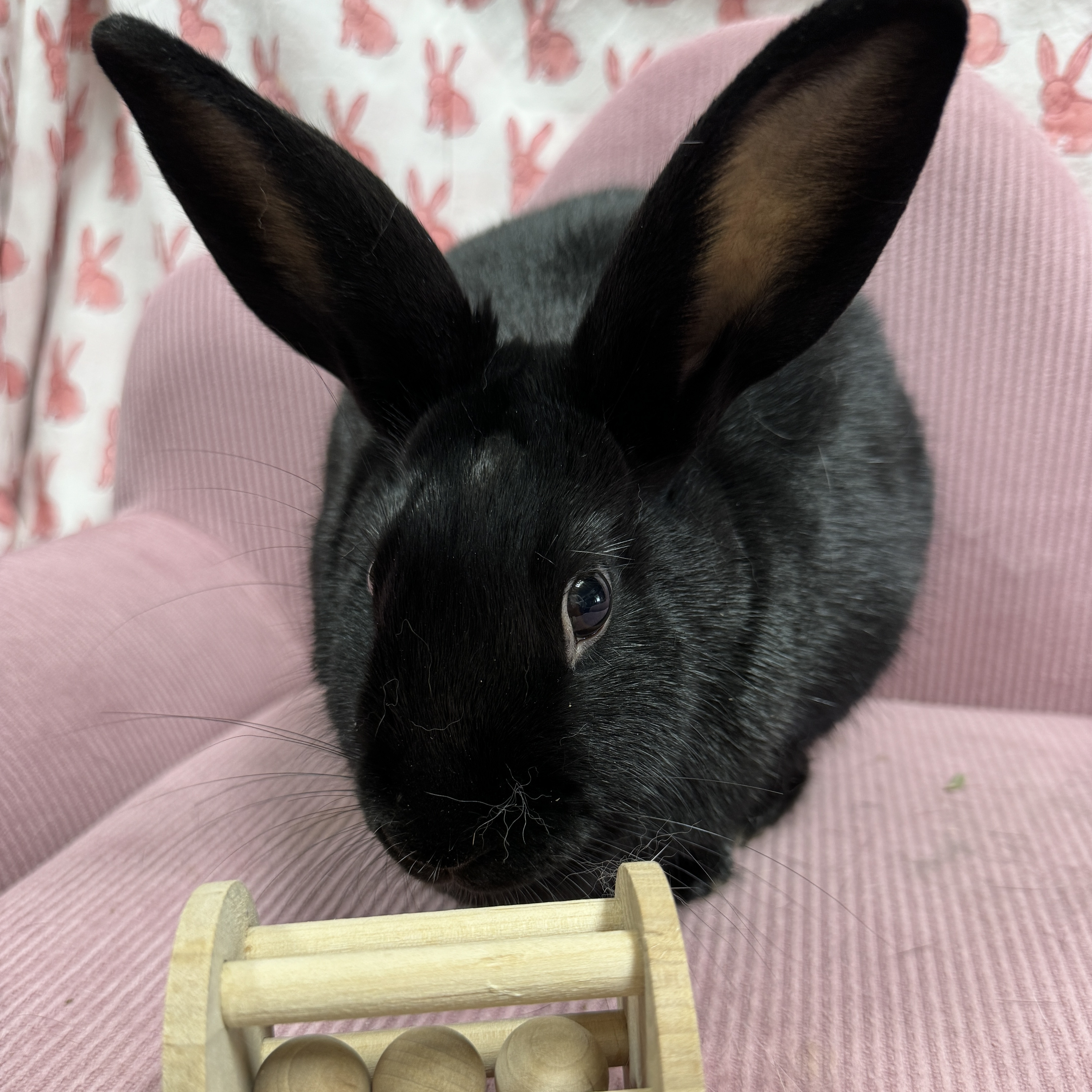 Gidget, a Adoptable mixed breed in SAUCIER, MS image 3/6