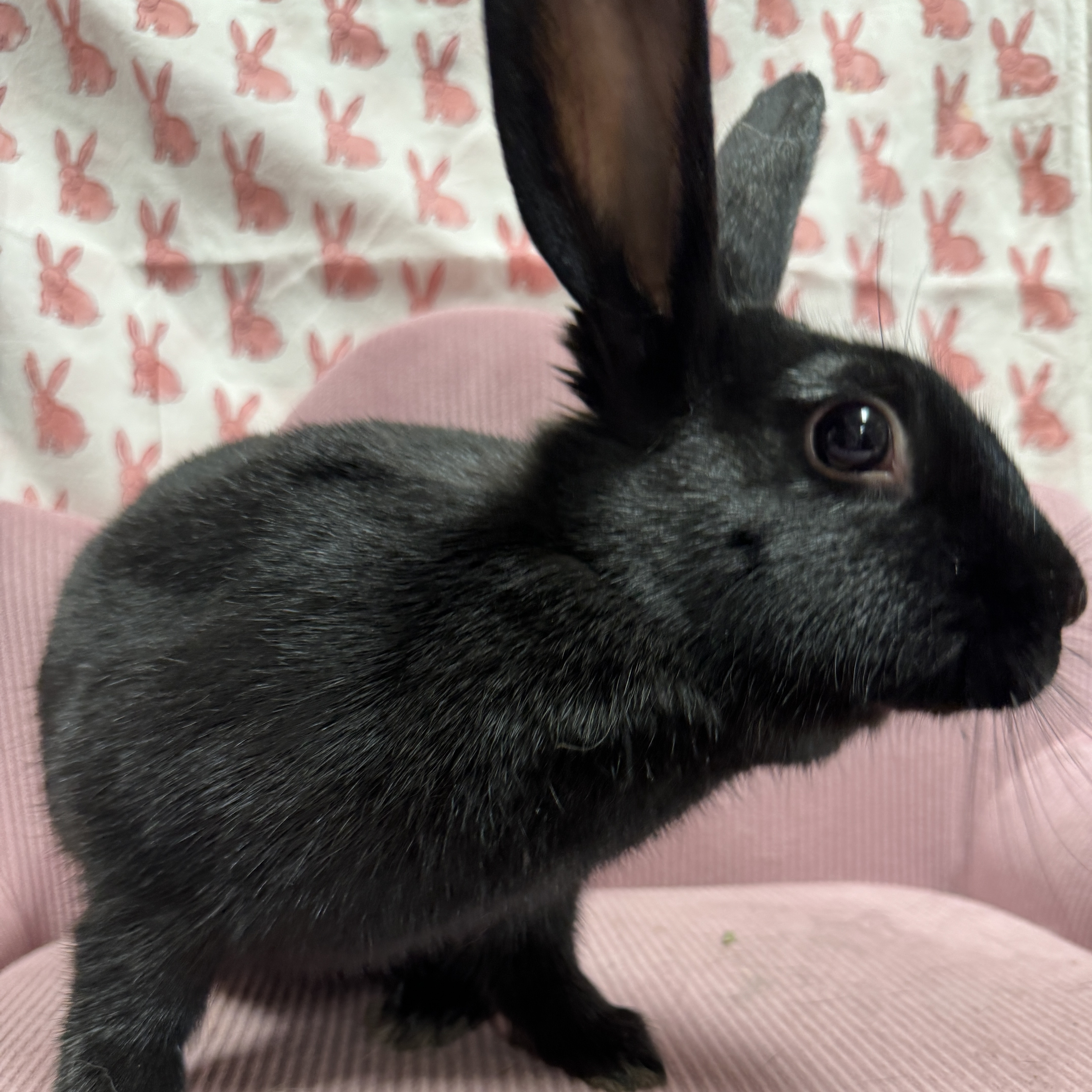 Gidget, a Adoptable mixed breed in SAUCIER, MS image 6/6