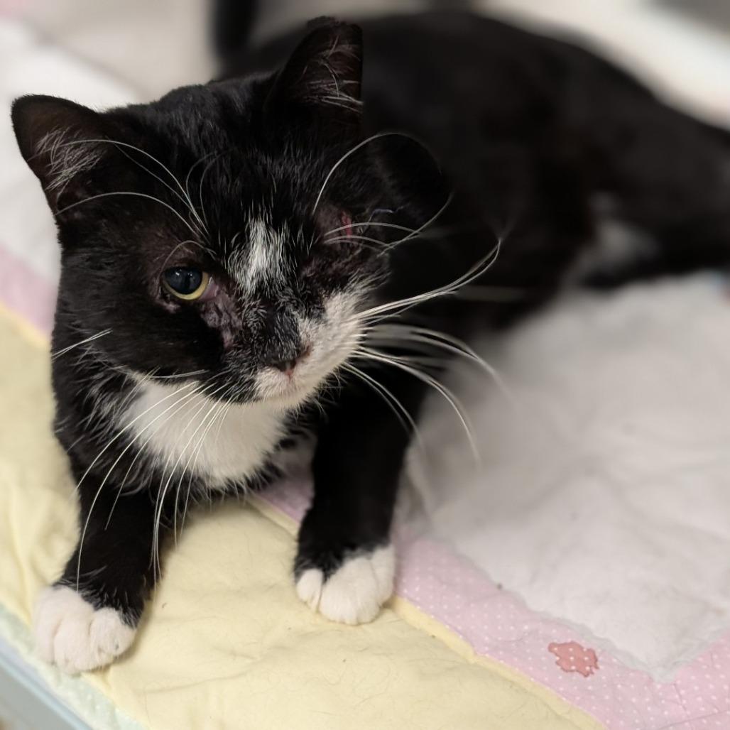Enlarge Nelson, a Adoptable Domestic Short Hair in Buchanan Dam, TX image 1/1