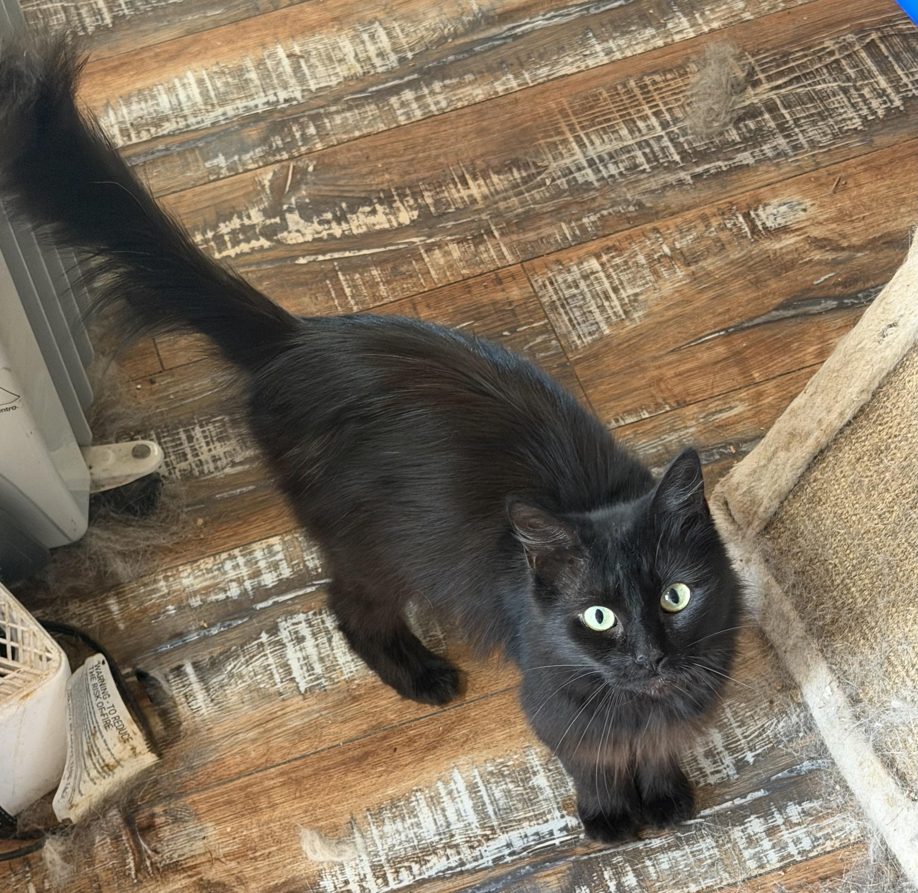 Enlarge PETUNIA, a Adoptable mixed breed in Churchville, PA image 5/5