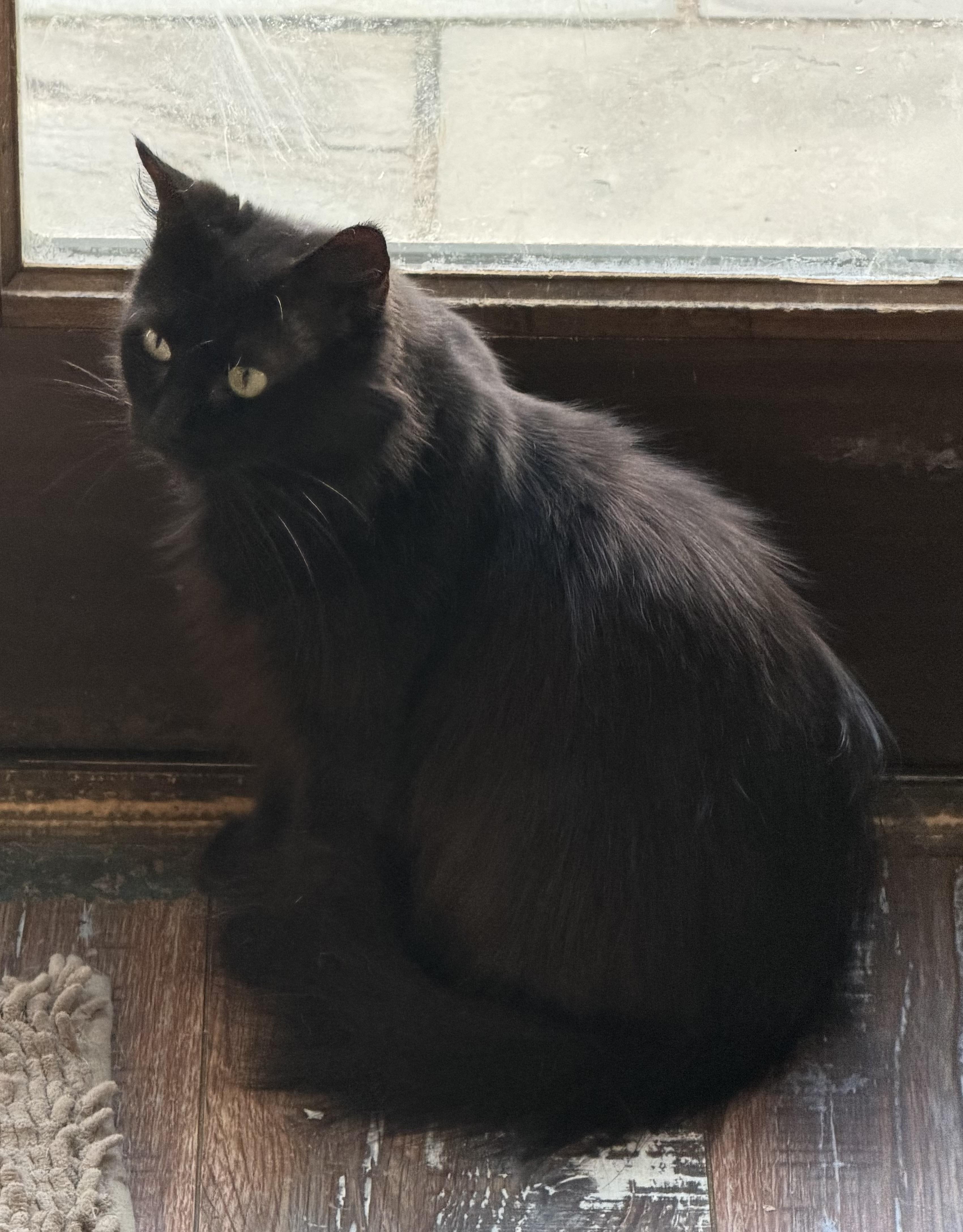 PETUNIA, Adoptable, Young Female Maine Coon & Domestic Long Hair.