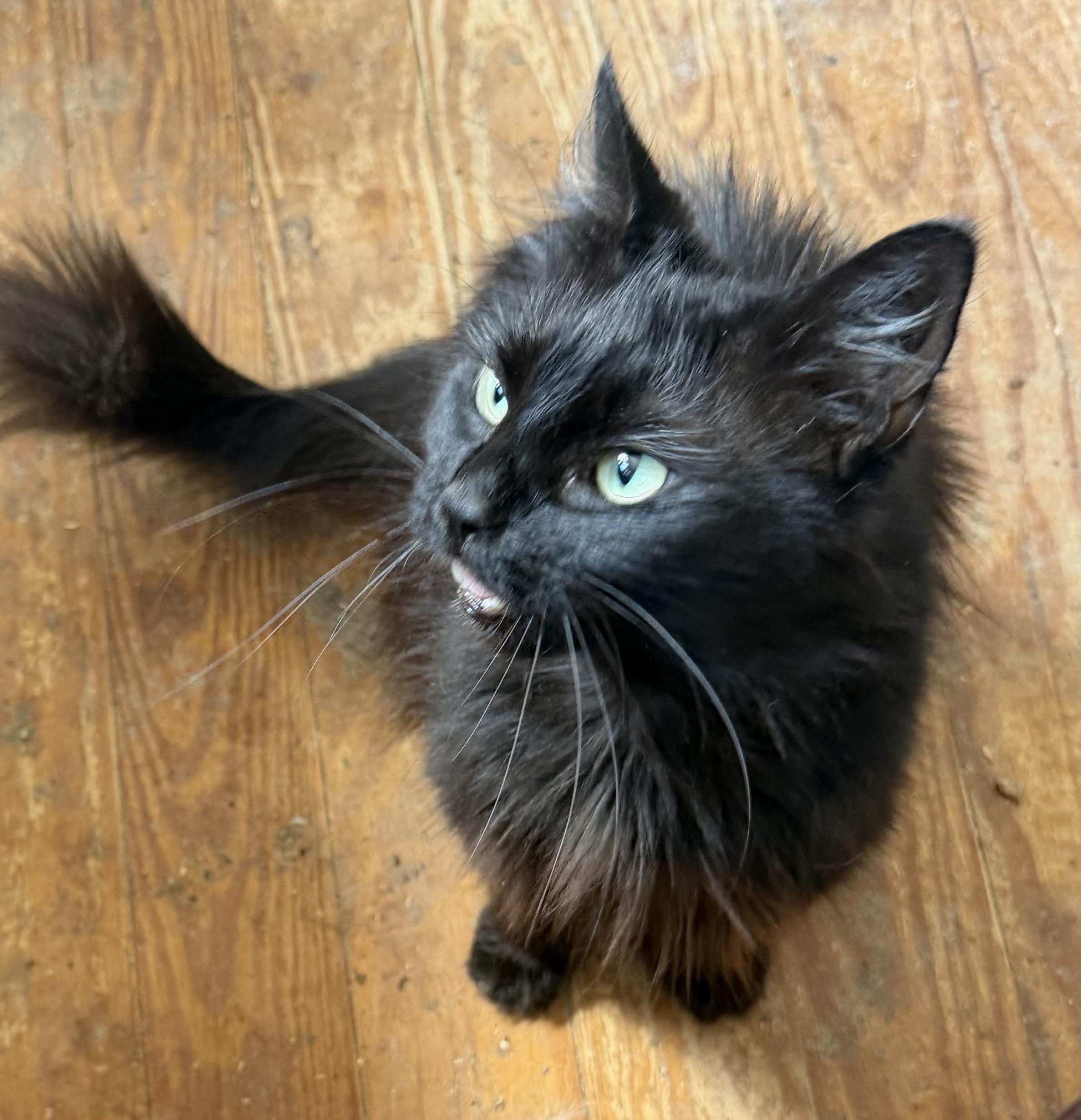 PETUNIA, Adoptable, Young Female Maine Coon & Domestic Long Hair.