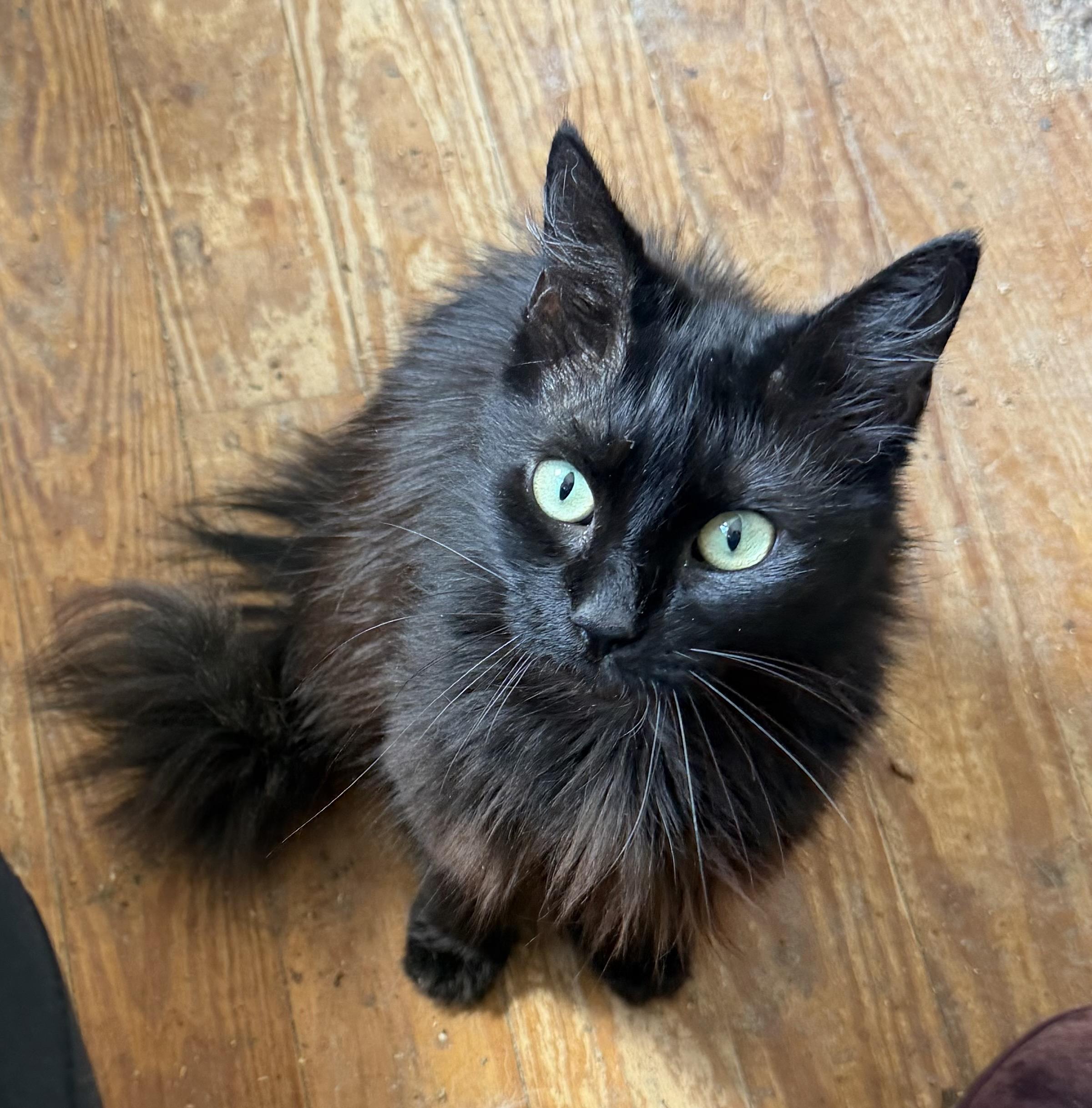 Enlarge PETUNIA, a Adoptable mixed breed in Churchville, PA image 2/3