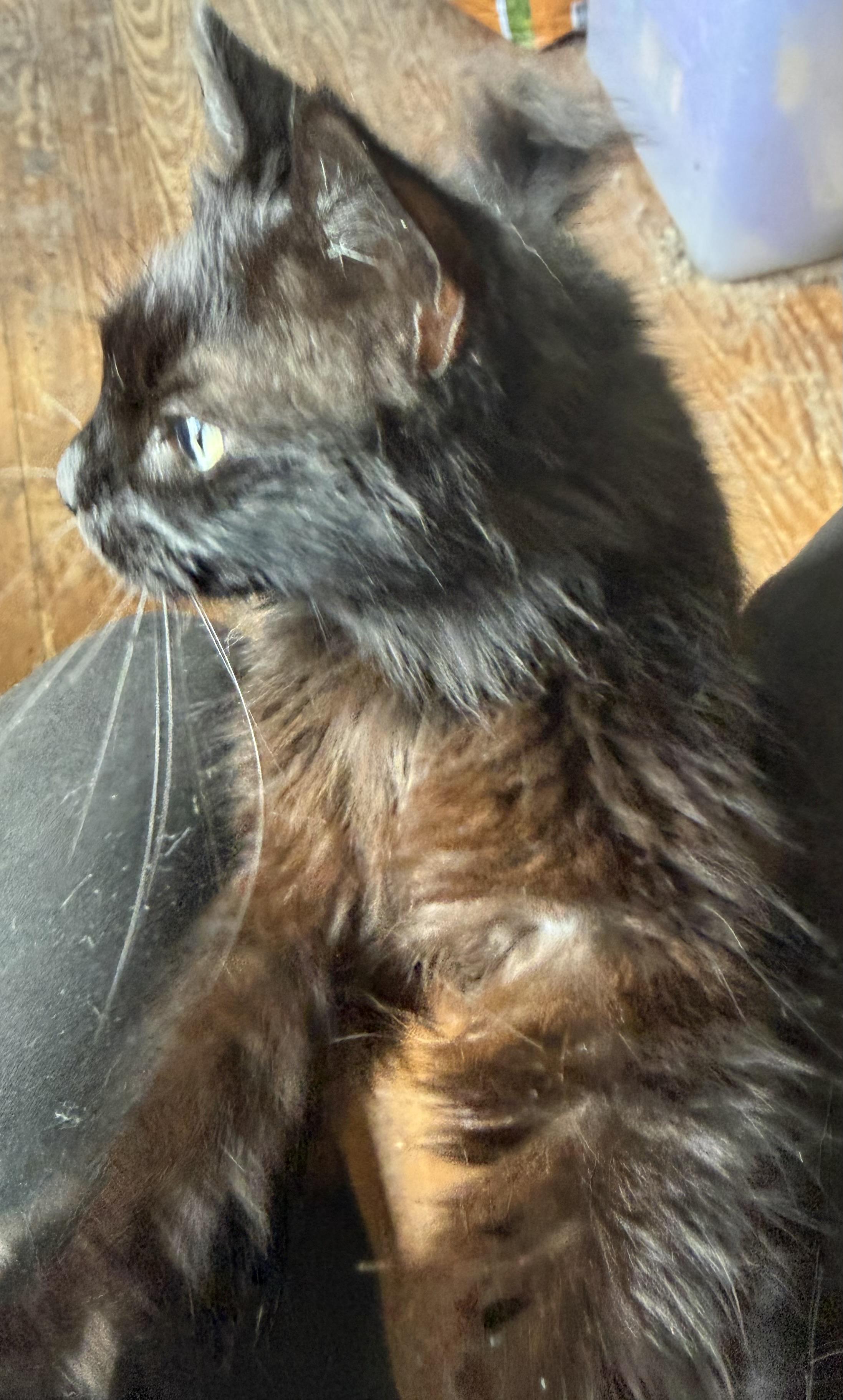 Enlarge PETUNIA, a Adoptable mixed breed in Churchville, PA image 3/3