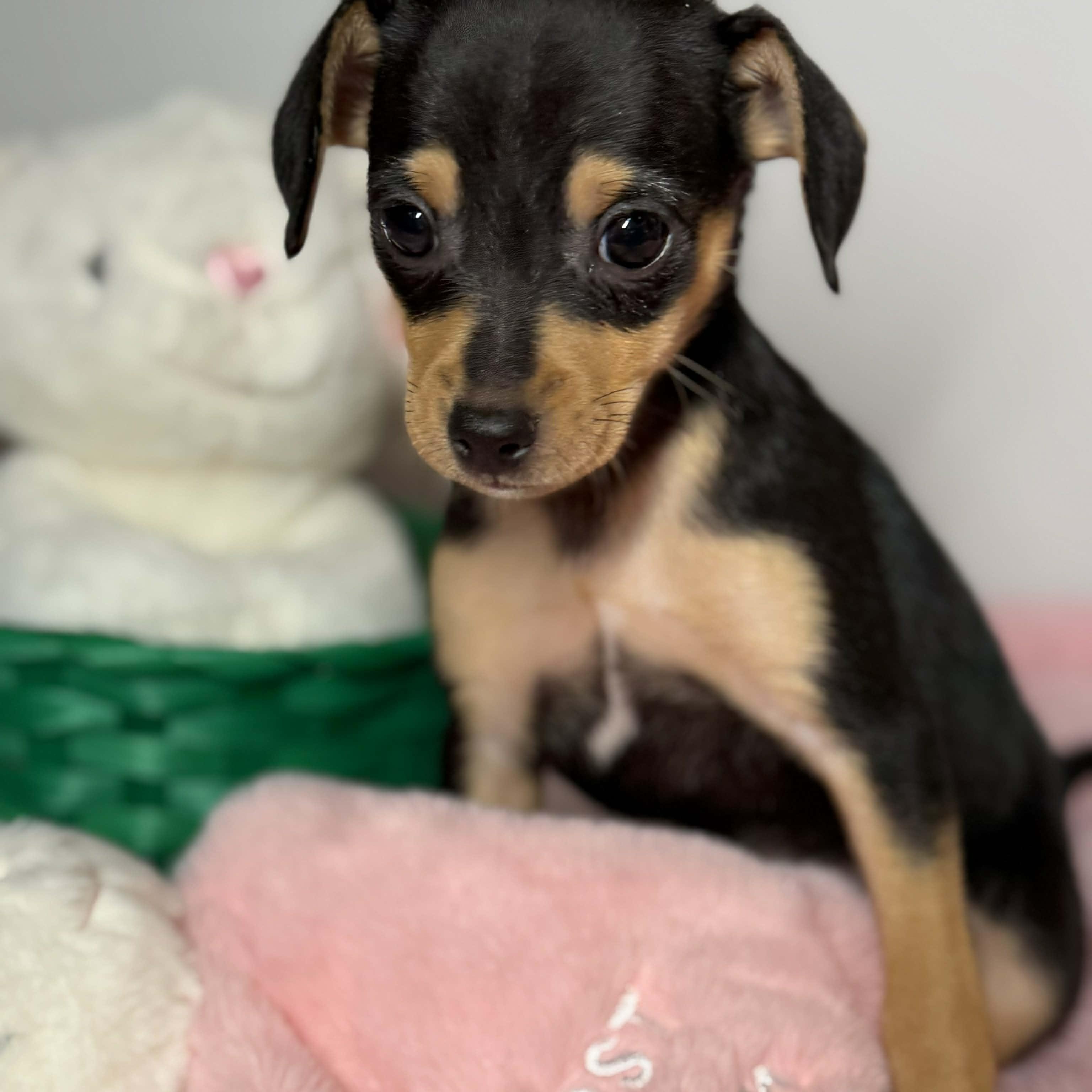 Enlarge Calliope, a ADOPTABLE mixed breed in Tylertown, MS image 1/2