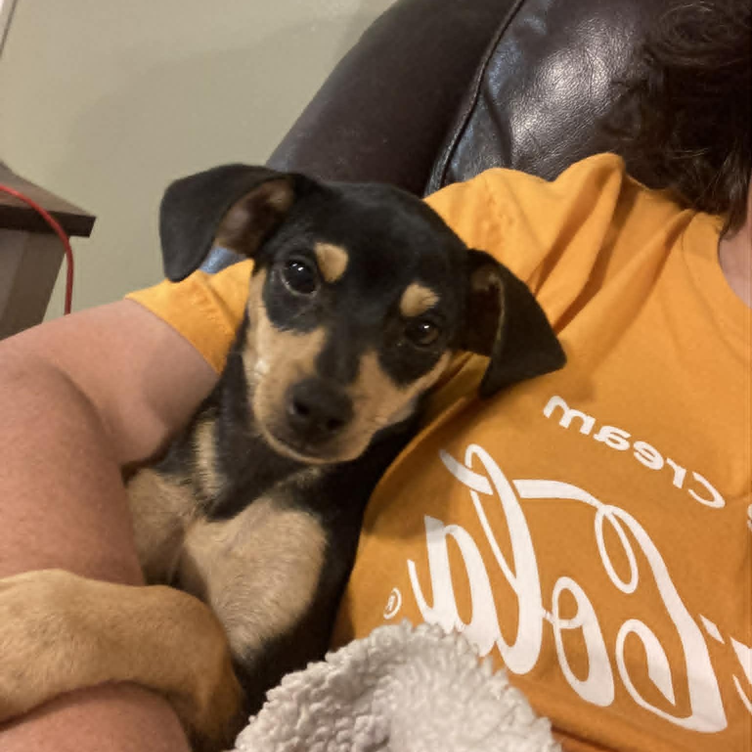 Enlarge Calliope, a ADOPTABLE mixed breed in Tylertown, MS image 2/2