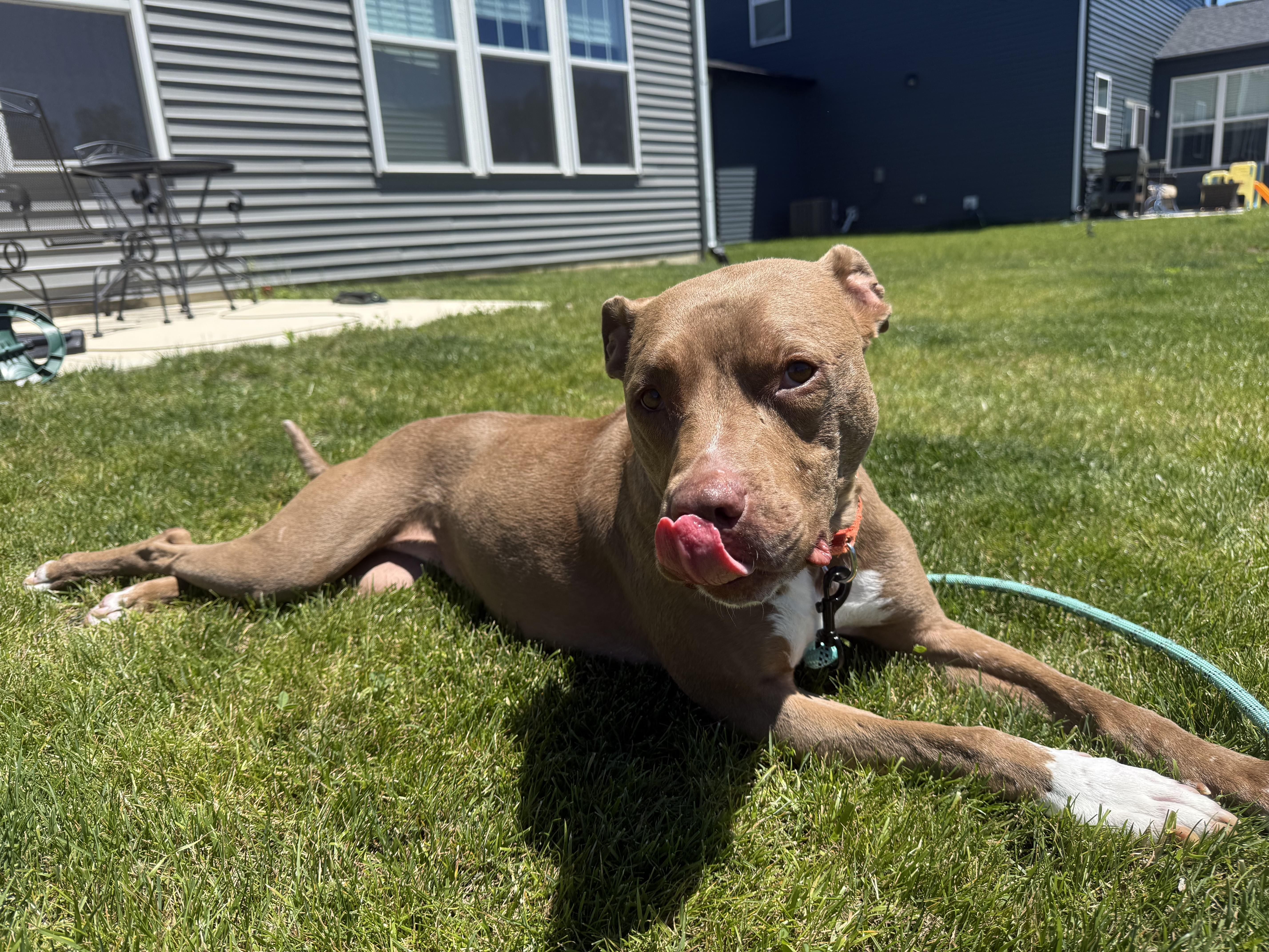 Pumpkin, a ADOPTABLE American Staffordshire Terrier in Whitestown, IN image 4/6