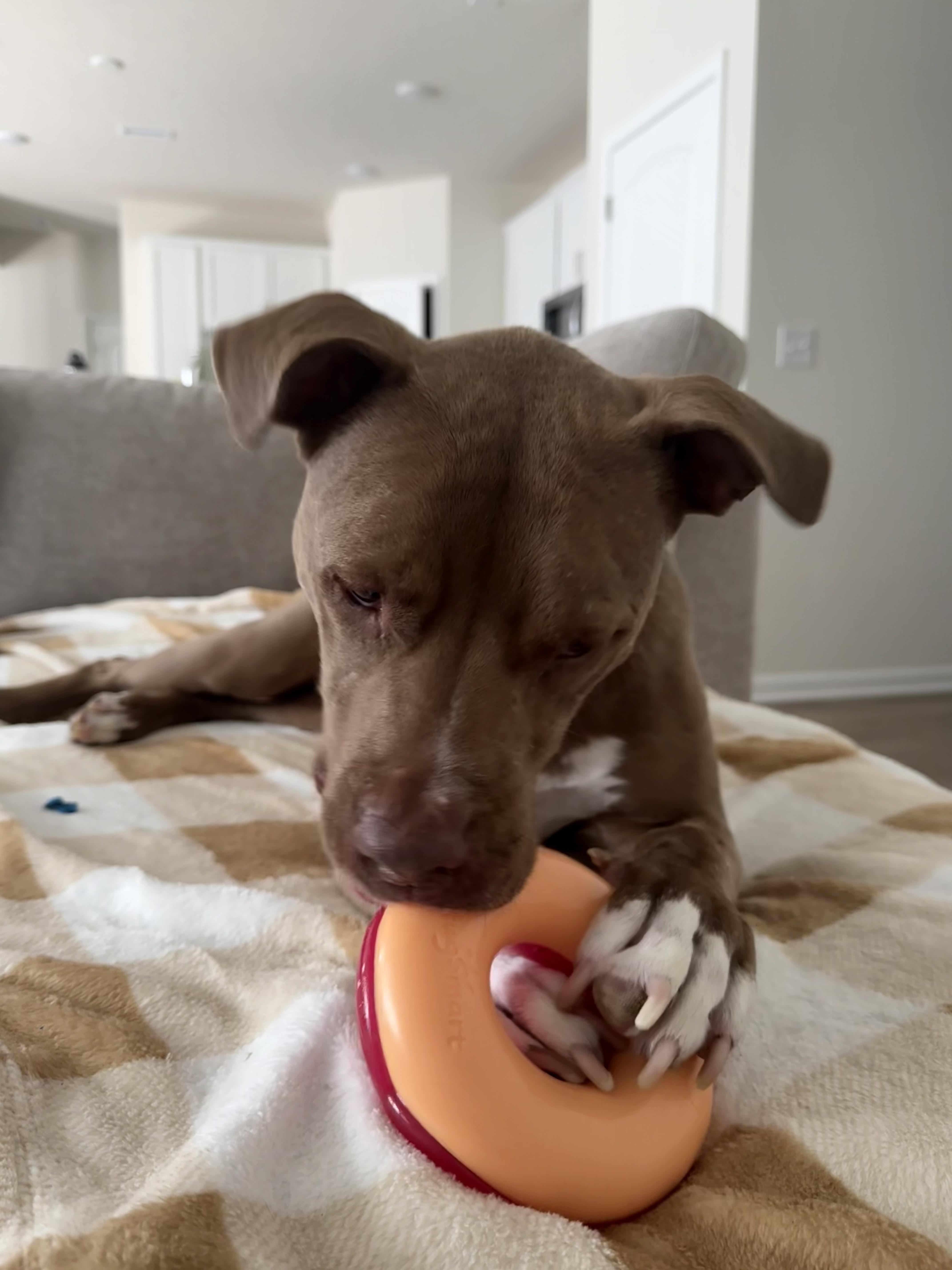 Pumpkin, a ADOPTABLE American Staffordshire Terrier in Whitestown, IN image 5/6