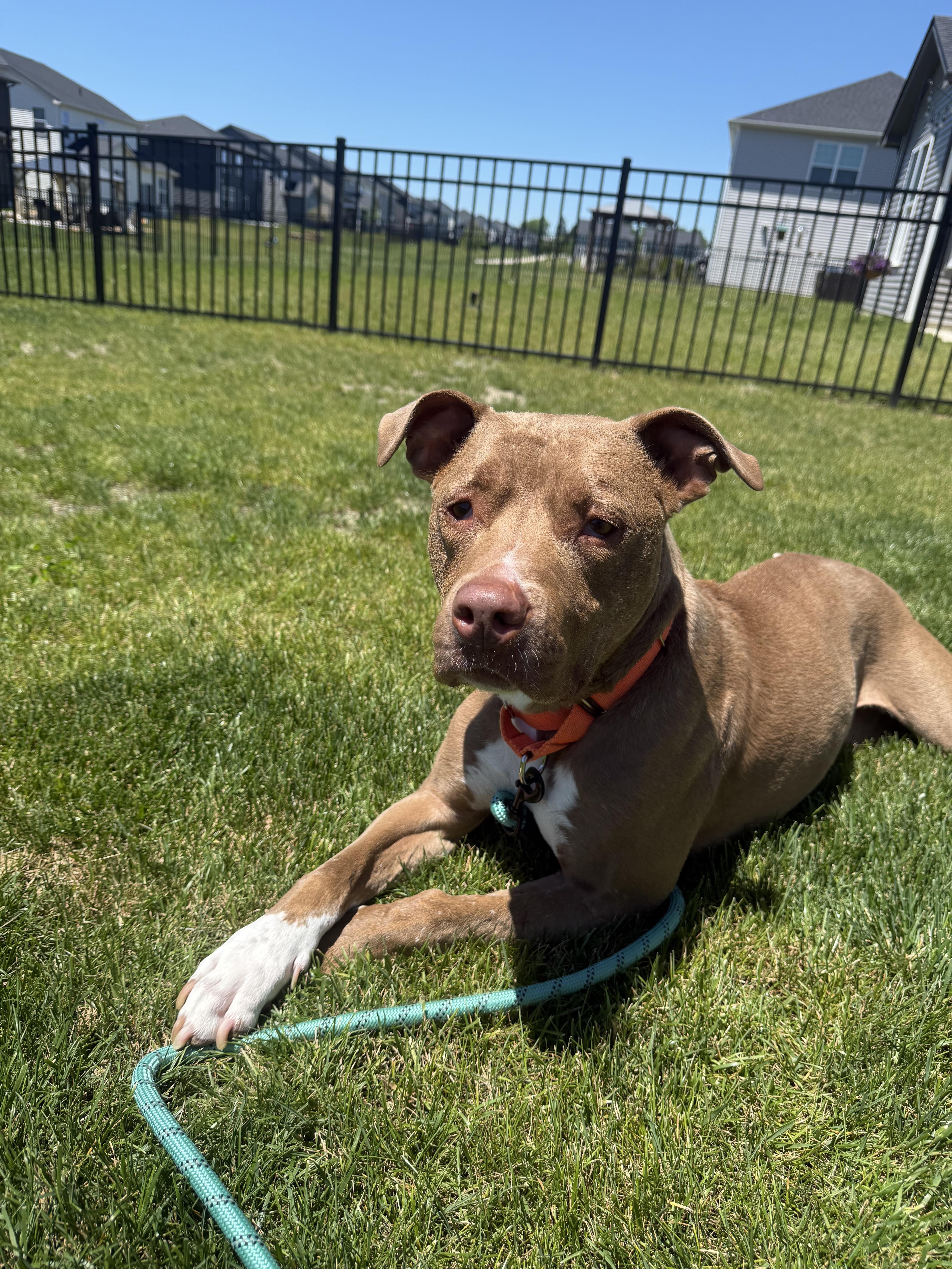 Pumpkin, a ADOPTABLE American Staffordshire Terrier in Whitestown, IN image 6/6