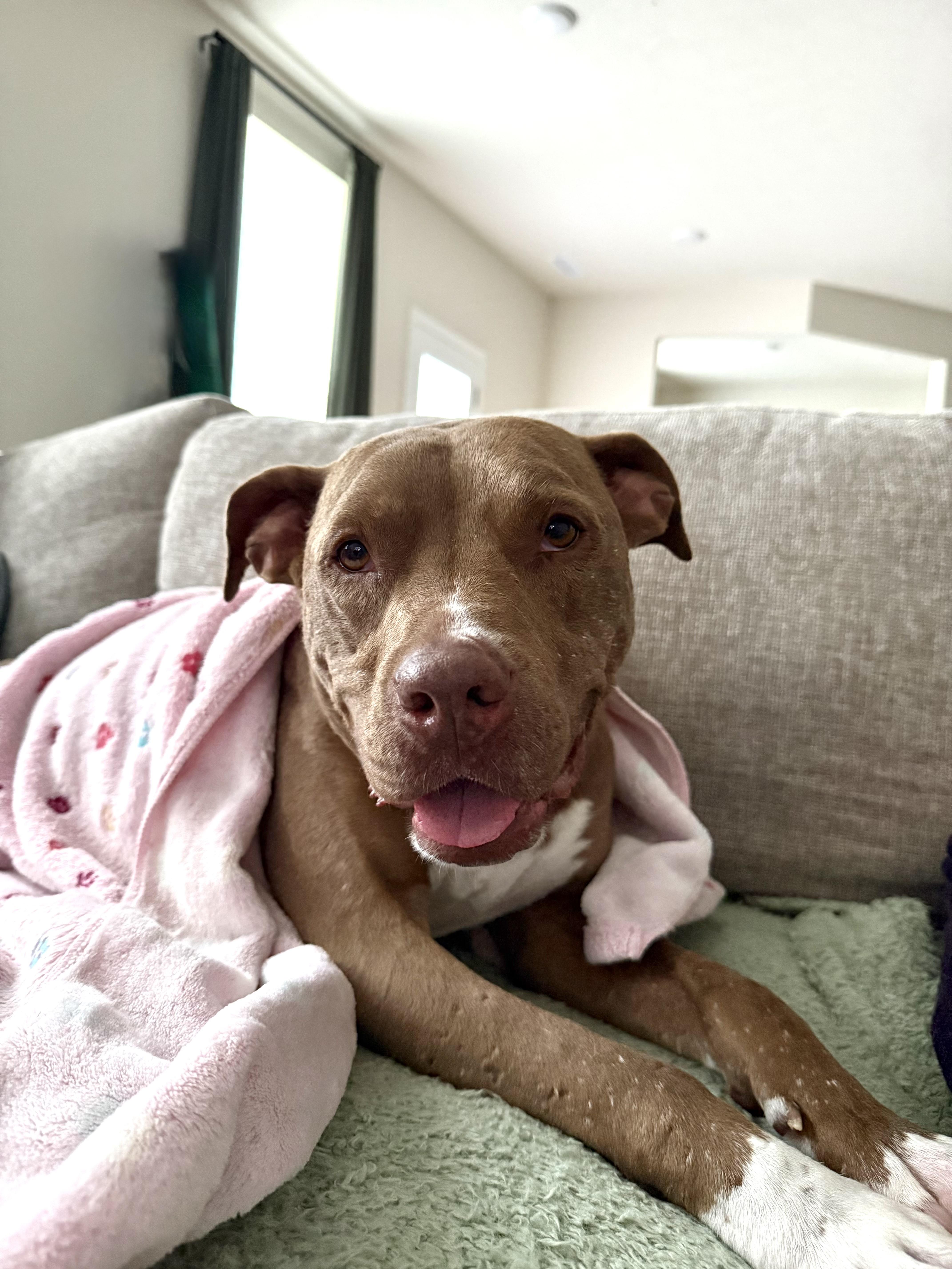 Pumpkin, a ADOPTABLE American Staffordshire Terrier in Whitestown, IN image 3/6