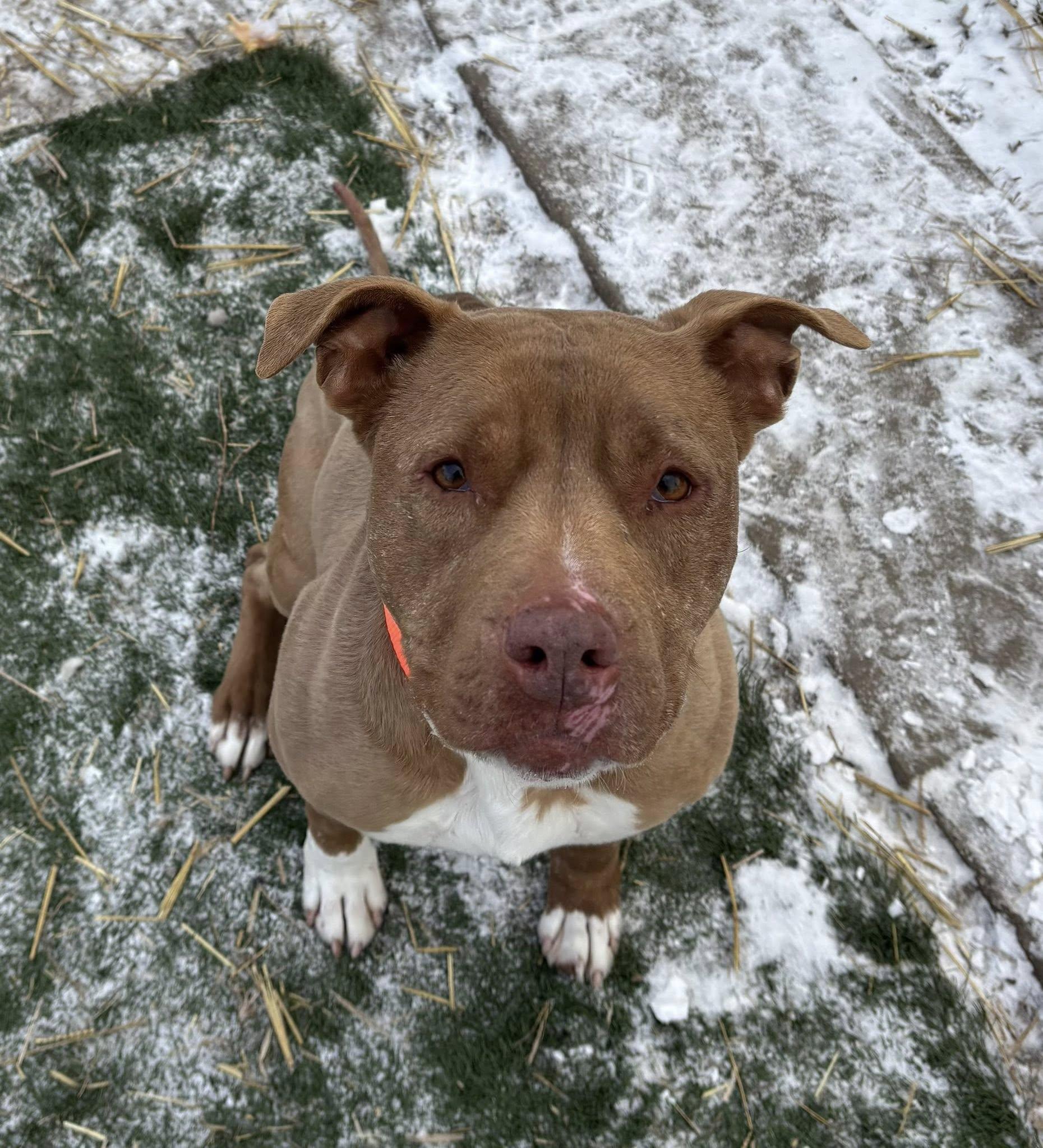 Pumpkin, ADOPTABLE, Adult Female American Staffordshire Terrier.