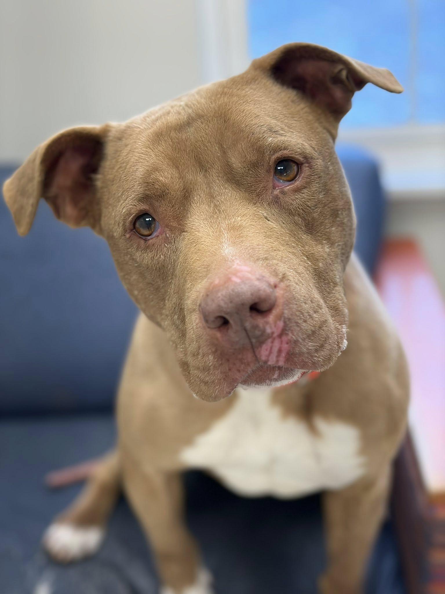 Enlarge Pumpkin, a ADOPTABLE American Staffordshire Terrier in Whitestown, IN image 2/2