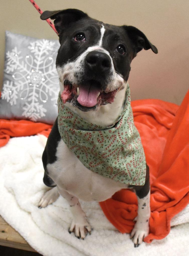 Enlarge Juniper, a Adoptable Pit Bull Terrier in Christiansburg, VA image 1/2