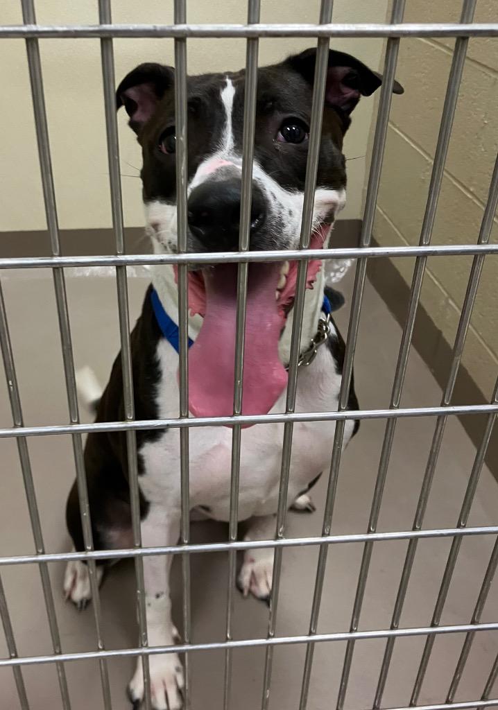 Enlarge Juniper, a Adoptable Pit Bull Terrier in Christiansburg, VA image 2/2