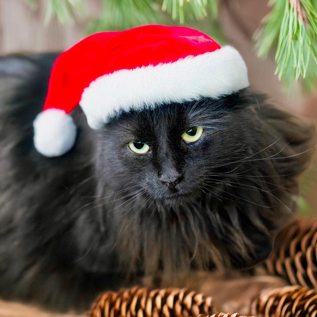 Enlarge Sophie, a Adoptable Domestic Long Hair in Las Vegas, NV image 1/4