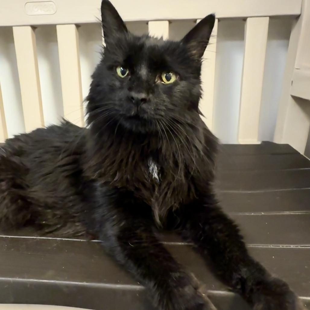 Enlarge Sophie, a Adoptable Domestic Long Hair in Las Vegas, NV image 2/4