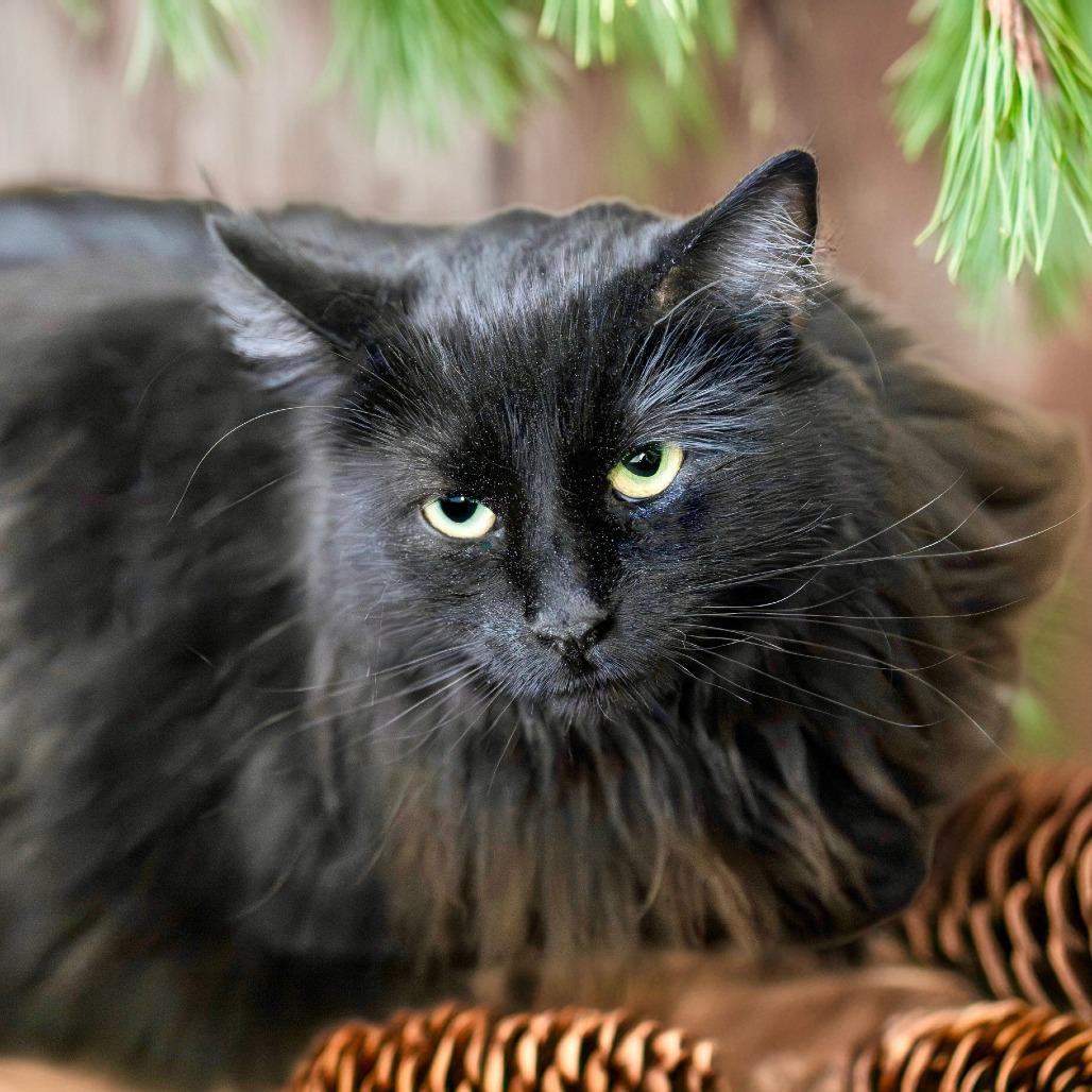 Enlarge Sophie, a Adoptable Domestic Long Hair in Las Vegas, NV image 3/4