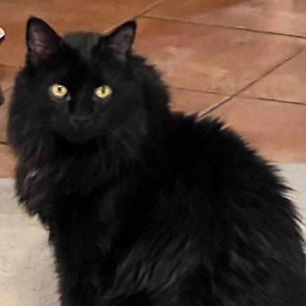 Enlarge Sophie, a Adoptable Domestic Long Hair in Las Vegas, NV image 4/4