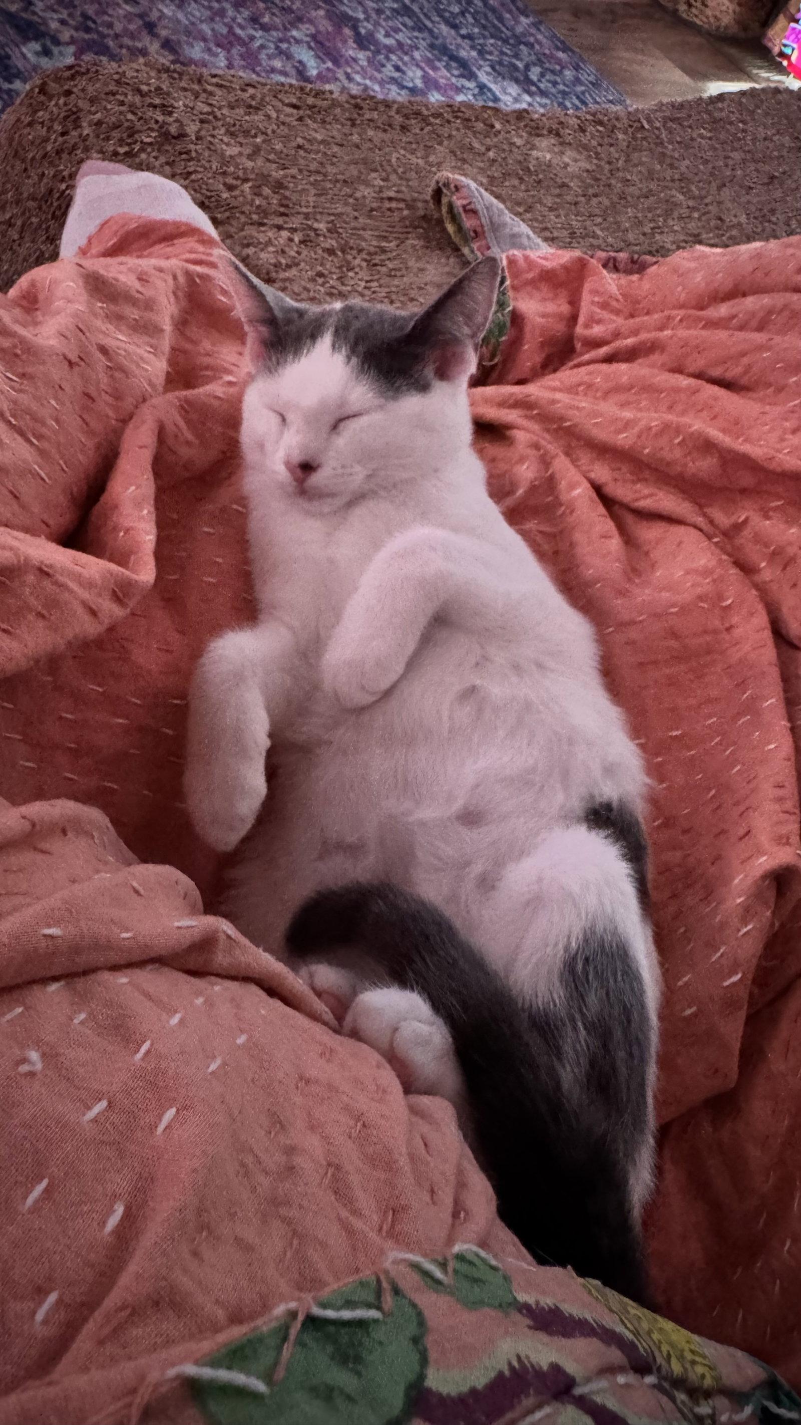 Marta, Adoptable, Kitten Female Domestic Short Hair.