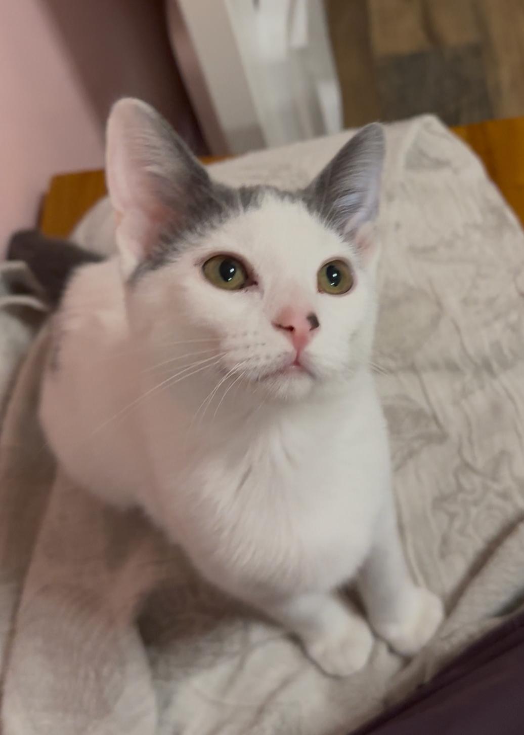 Marta, a Adoptable Domestic Short Hair in Wheaton, IL image 2/3