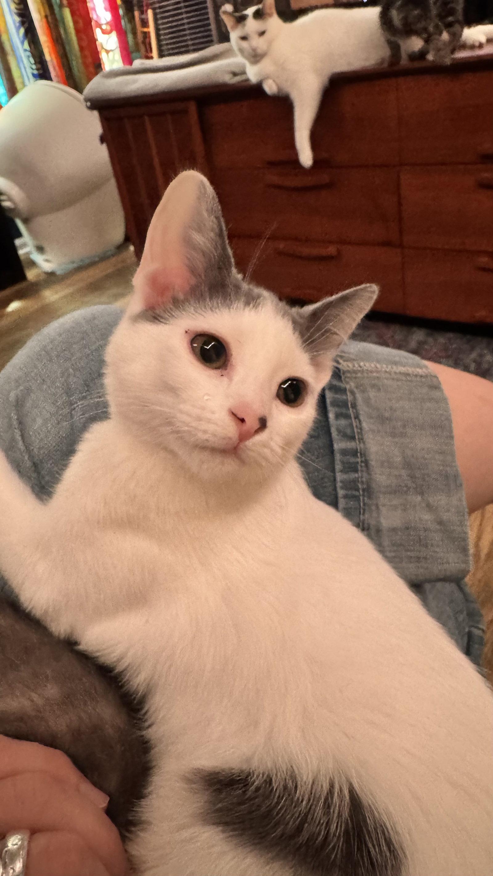 Marta, a Adoptable Domestic Short Hair in Wheaton, IL image 3/3