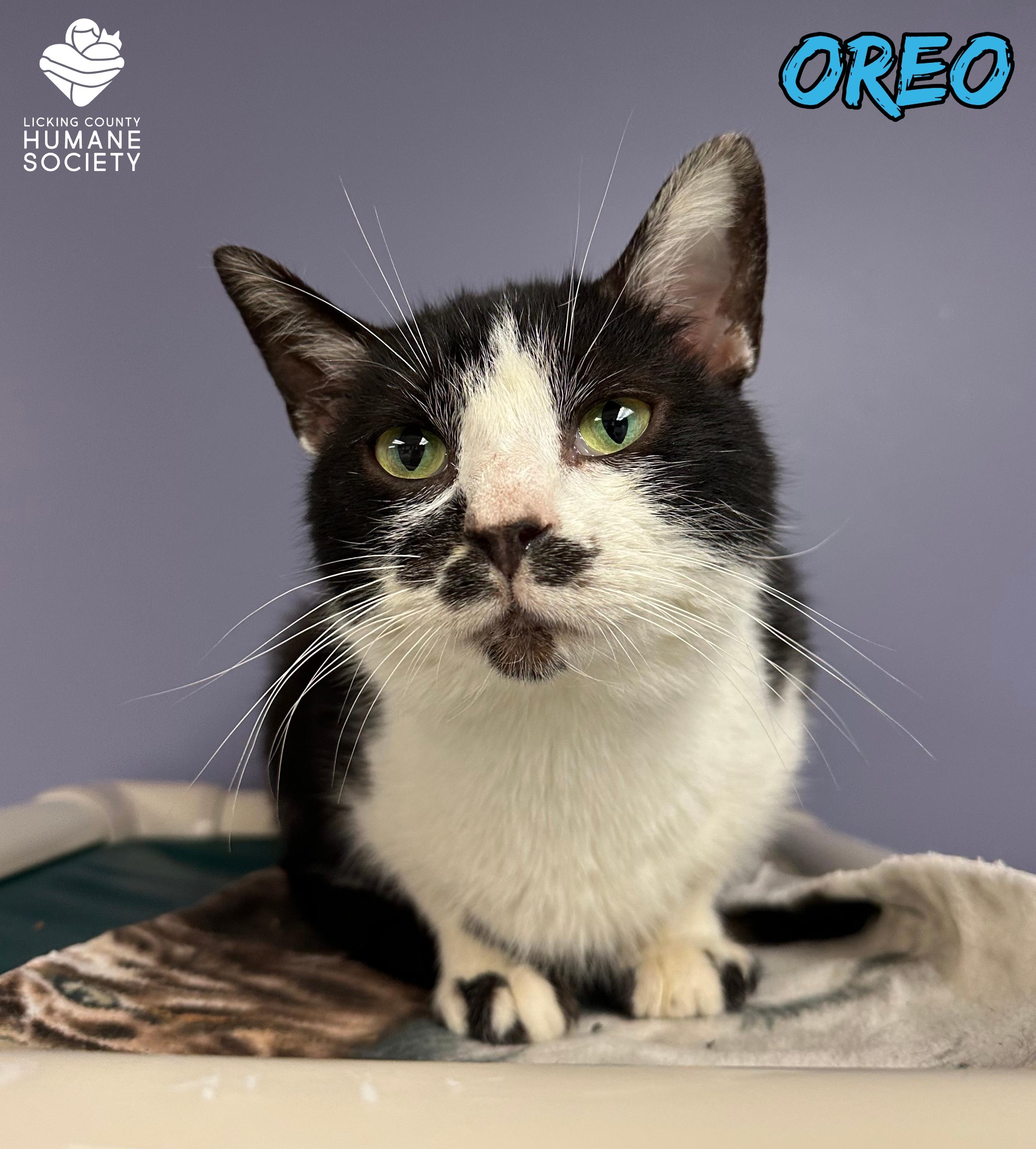 Enlarge Oreo, a Adoptable Domestic Short Hair in Heath, OH image 1/1