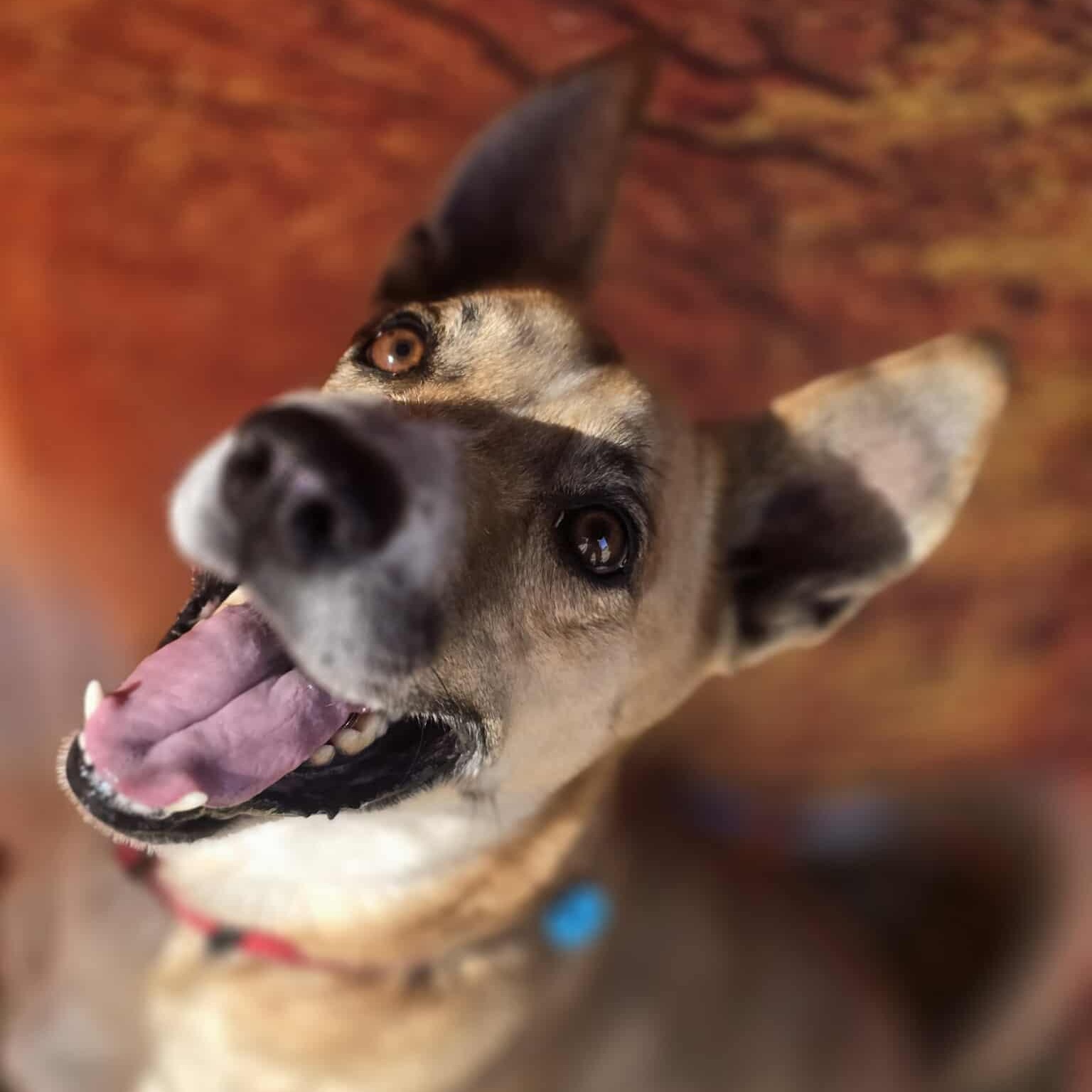 Flako — thumbnail 2