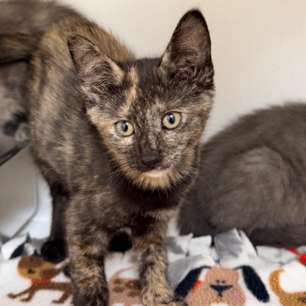 Sauce, a Adoptable Domestic Short Hair in Champaign, IL image 1/2