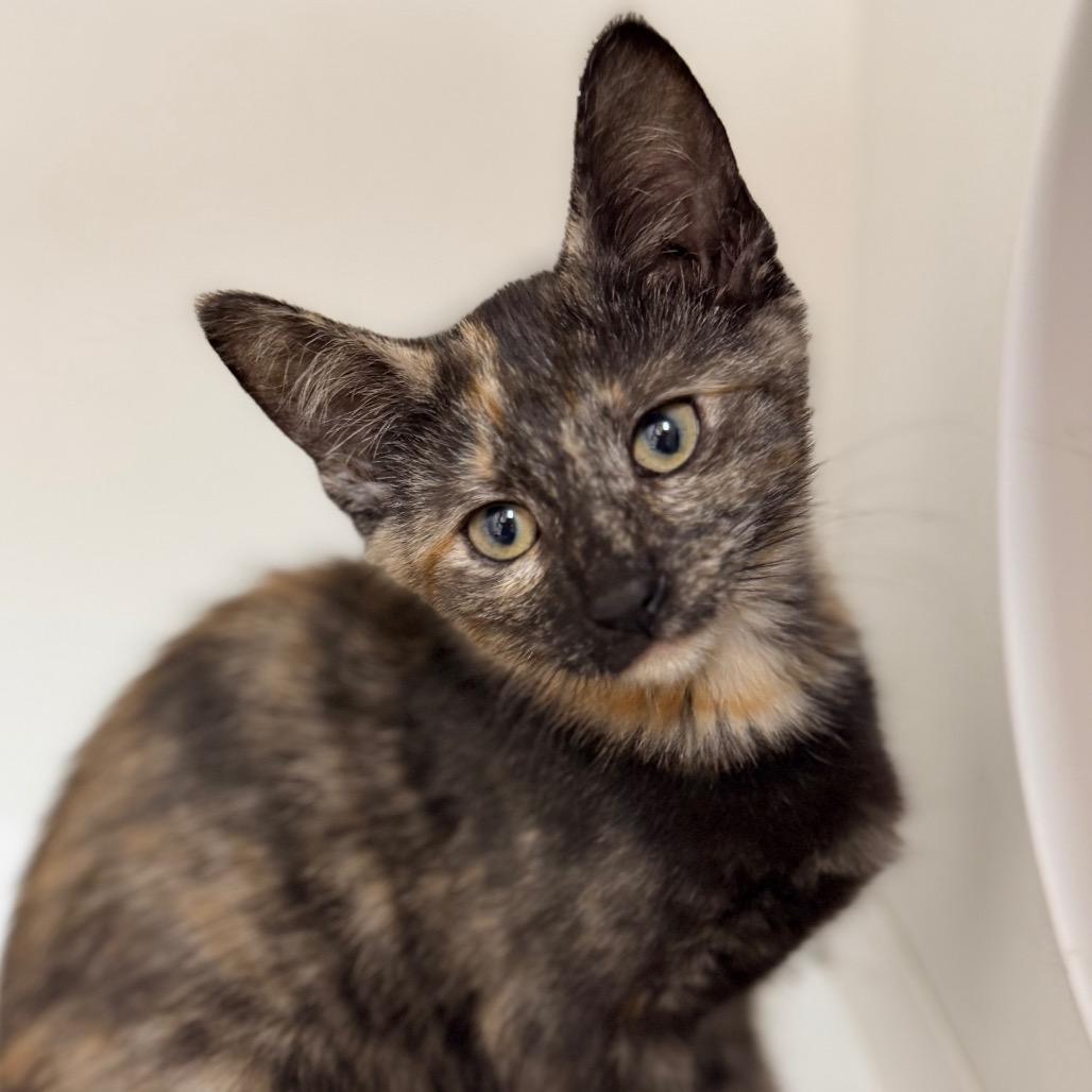 Sauce, a Adoptable Domestic Short Hair in Champaign, IL image 2/2