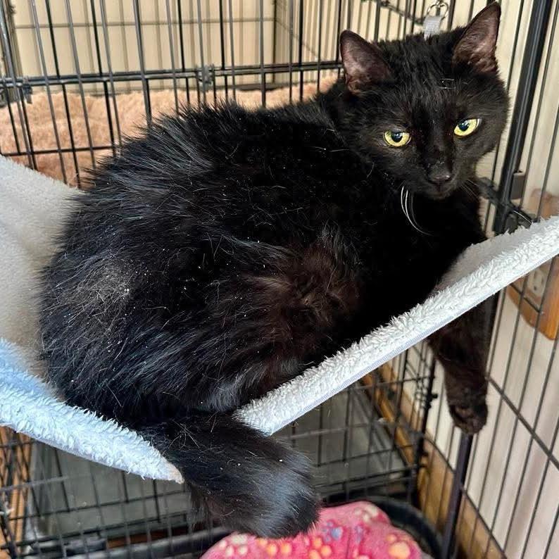 Enlarge Harlow Miller, a Adoptable Domestic Medium Hair in Woodstock, VA image 1/1