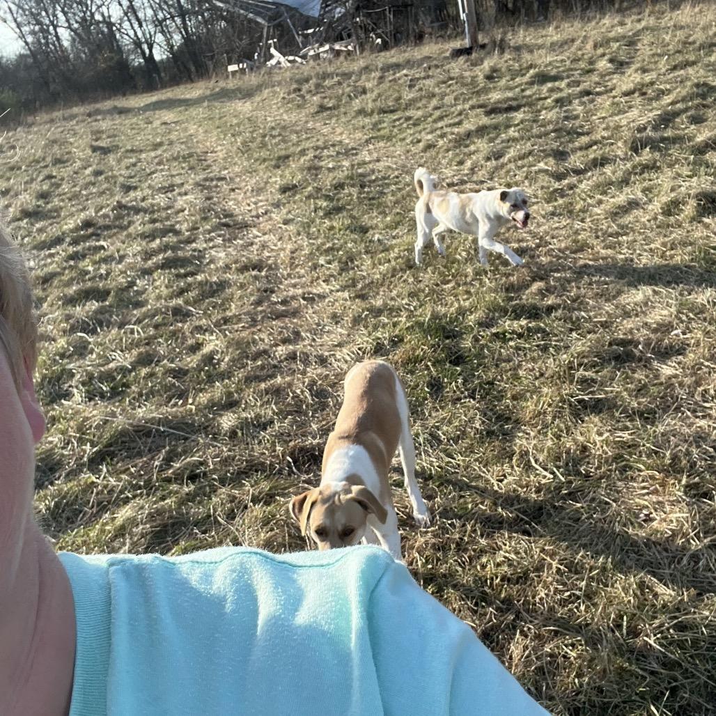 Enlarge May, a Adoptable Anatolian Shepherd in Springfield, MO image 1/6