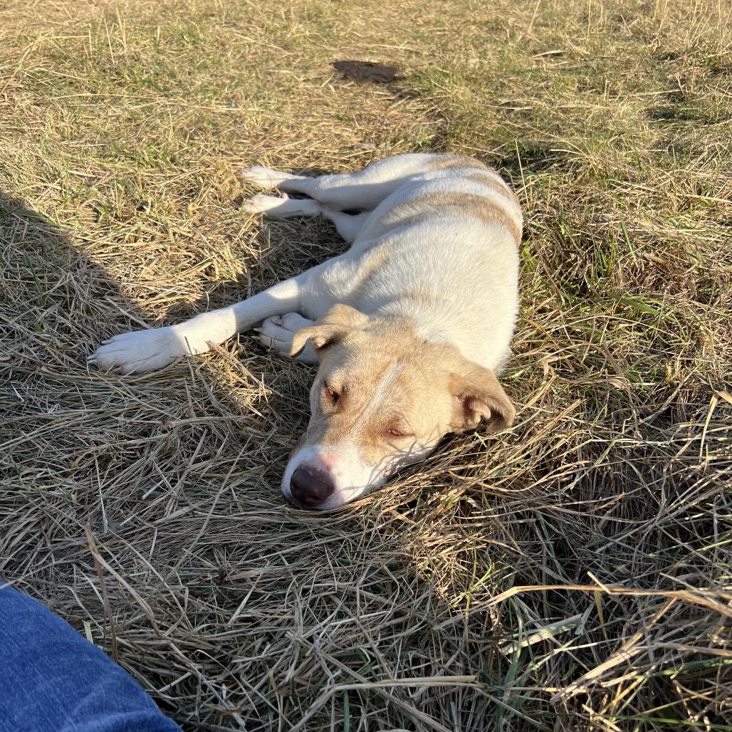 Enlarge May, a Adoptable Anatolian Shepherd in Springfield, MO image 2/6