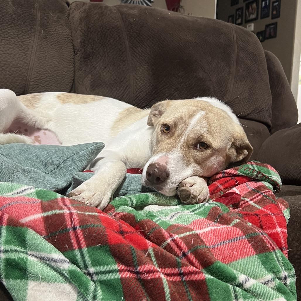 Enlarge May, a Adoptable Anatolian Shepherd in Springfield, MO image 3/6