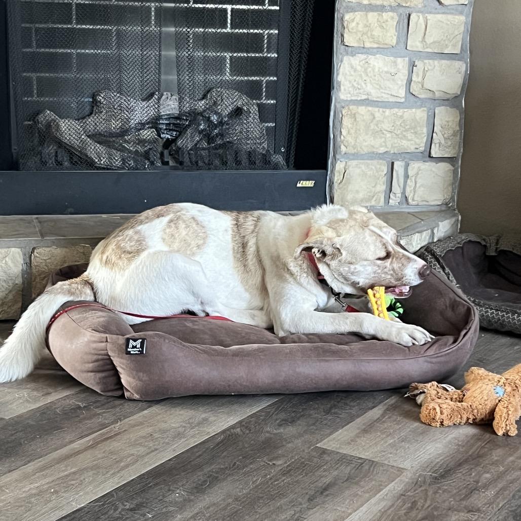 Enlarge May, a Adoptable Anatolian Shepherd in Springfield, MO image 4/6