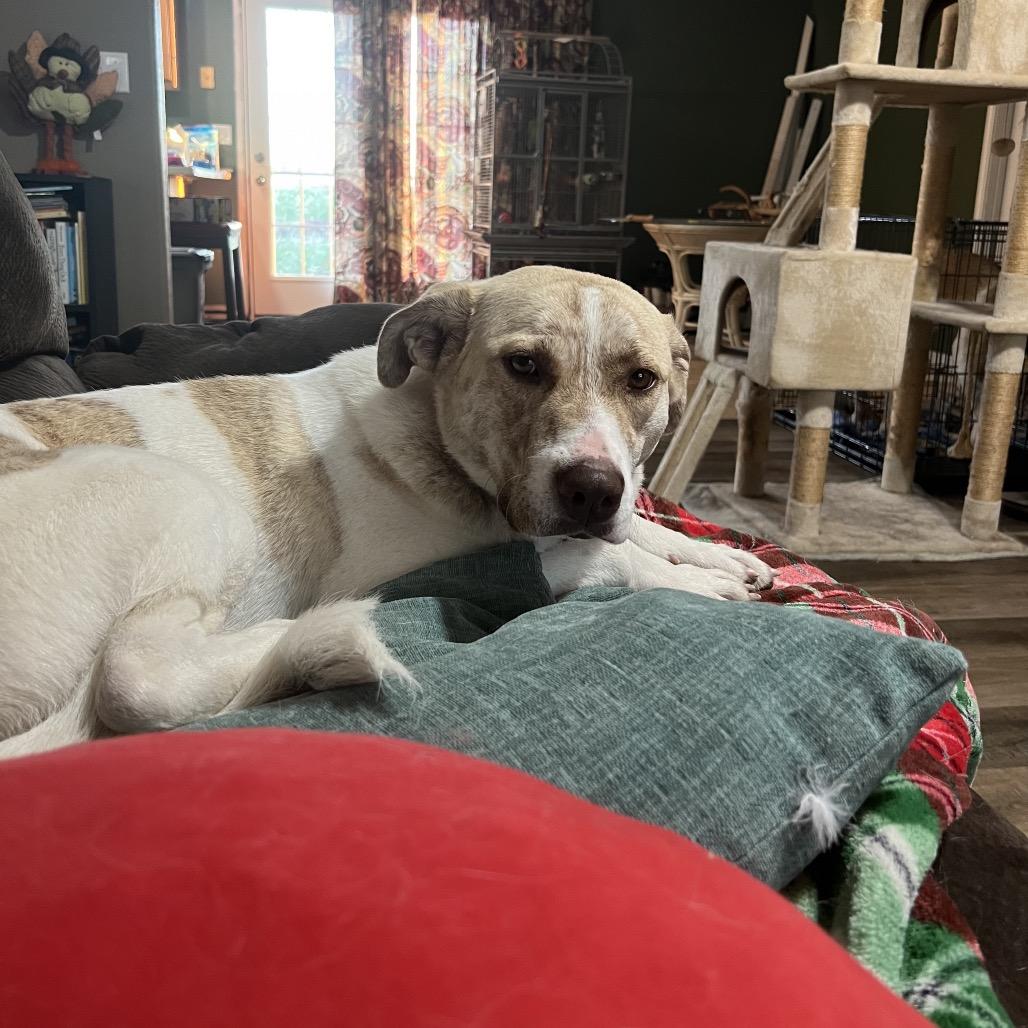 Enlarge May, a Adoptable Anatolian Shepherd in Springfield, MO image 5/6
