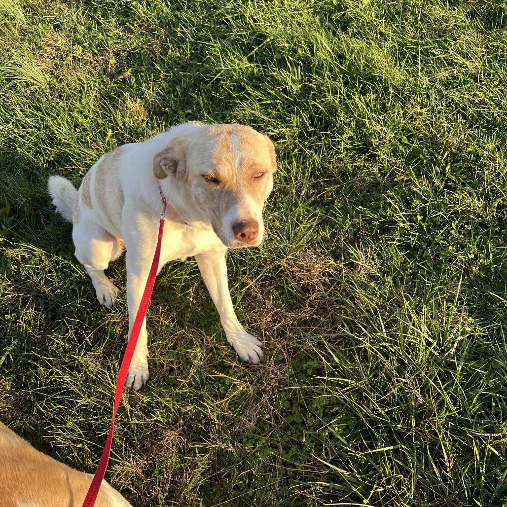 Enlarge May, a Adoptable Anatolian Shepherd in Springfield, MO image 6/6