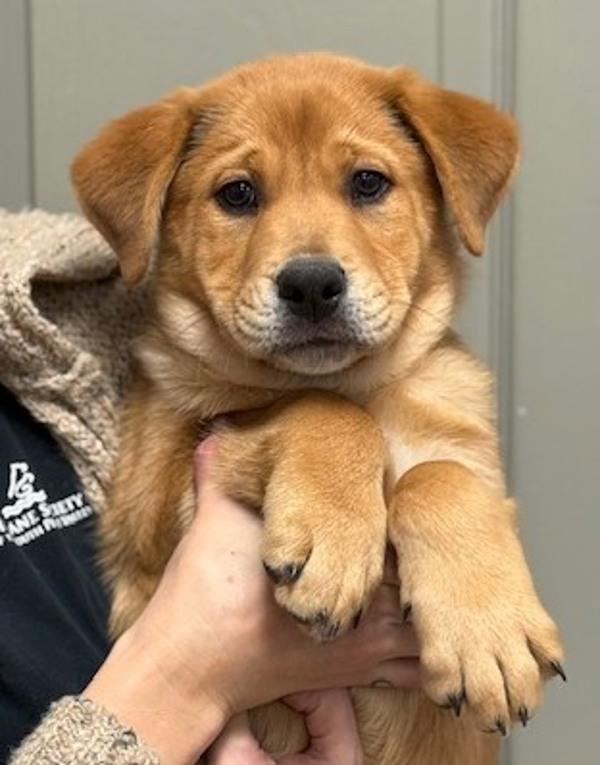 Waffles, Adoptable, Puppy Male Shepherd & Hound.