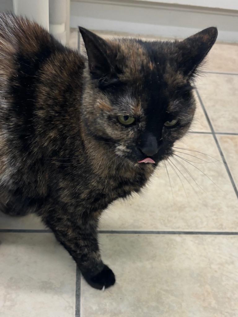 Enlarge Autumn, a Adoptable mixed breed in Fall River, MA image 1/6