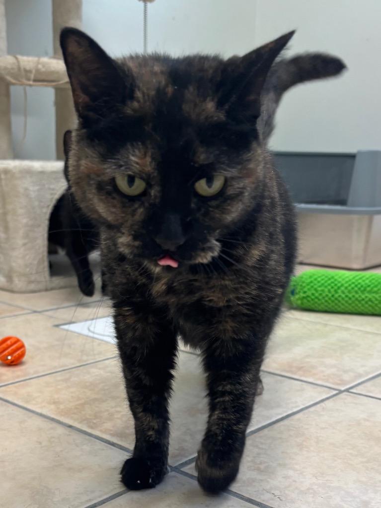 Enlarge Autumn, a Adoptable mixed breed in Fall River, MA image 2/6