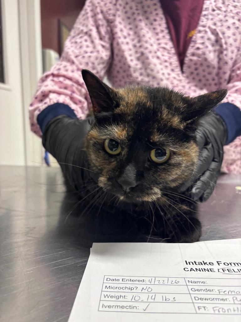 Enlarge Autumn, a Adoptable mixed breed in Fall River, MA image 3/6
