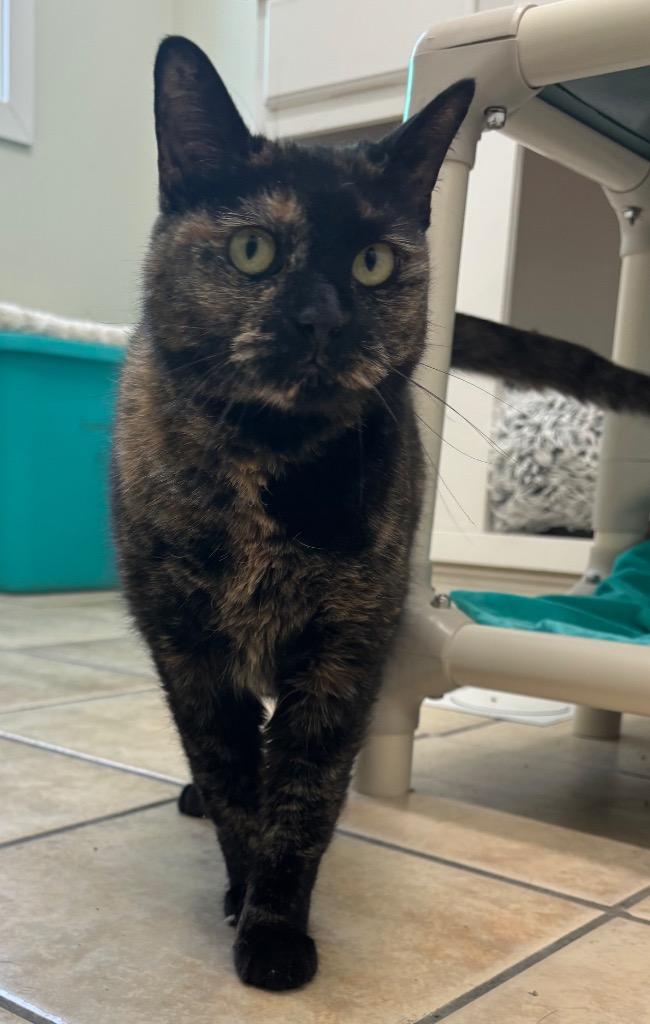Enlarge Autumn, a Adoptable mixed breed in Fall River, MA image 4/6