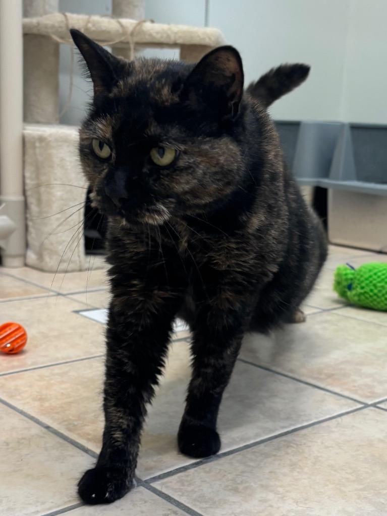 Enlarge Autumn, a Adoptable mixed breed in Fall River, MA image 5/6