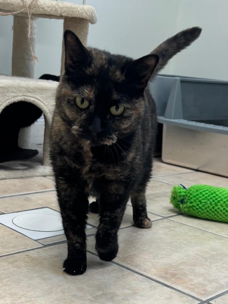 Enlarge Autumn, a Adoptable mixed breed in Fall River, MA image 6/6