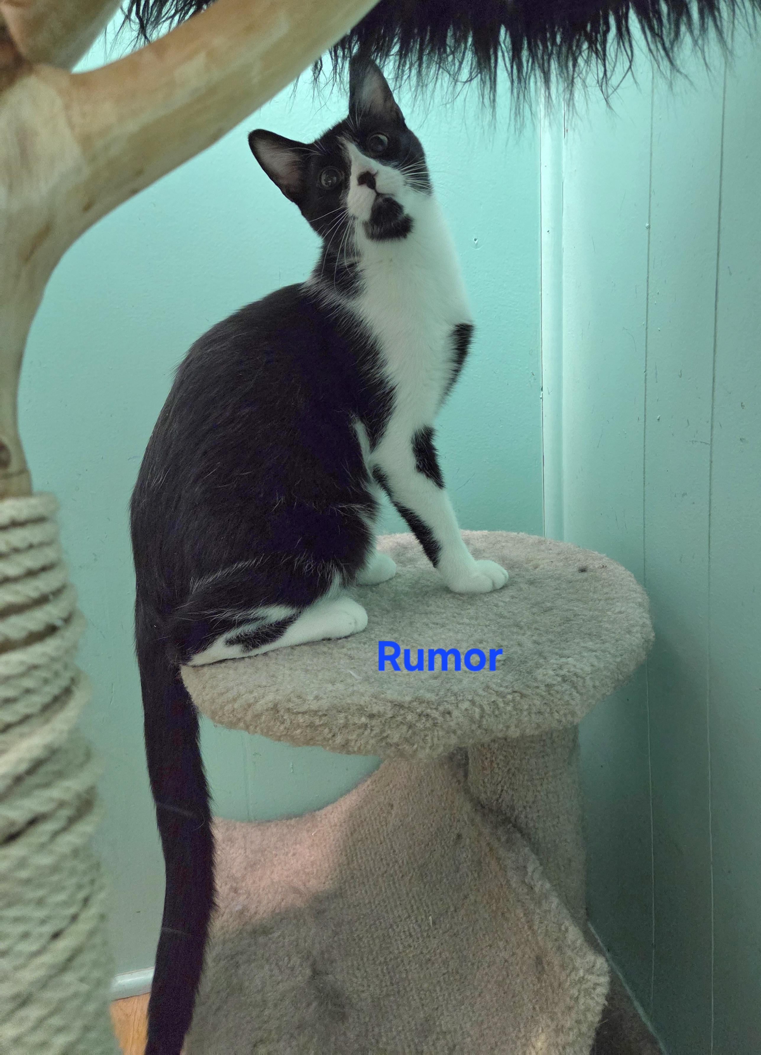 Enlarge Rumor, an adopted mixed breed in Whitewater, WI image 2/4