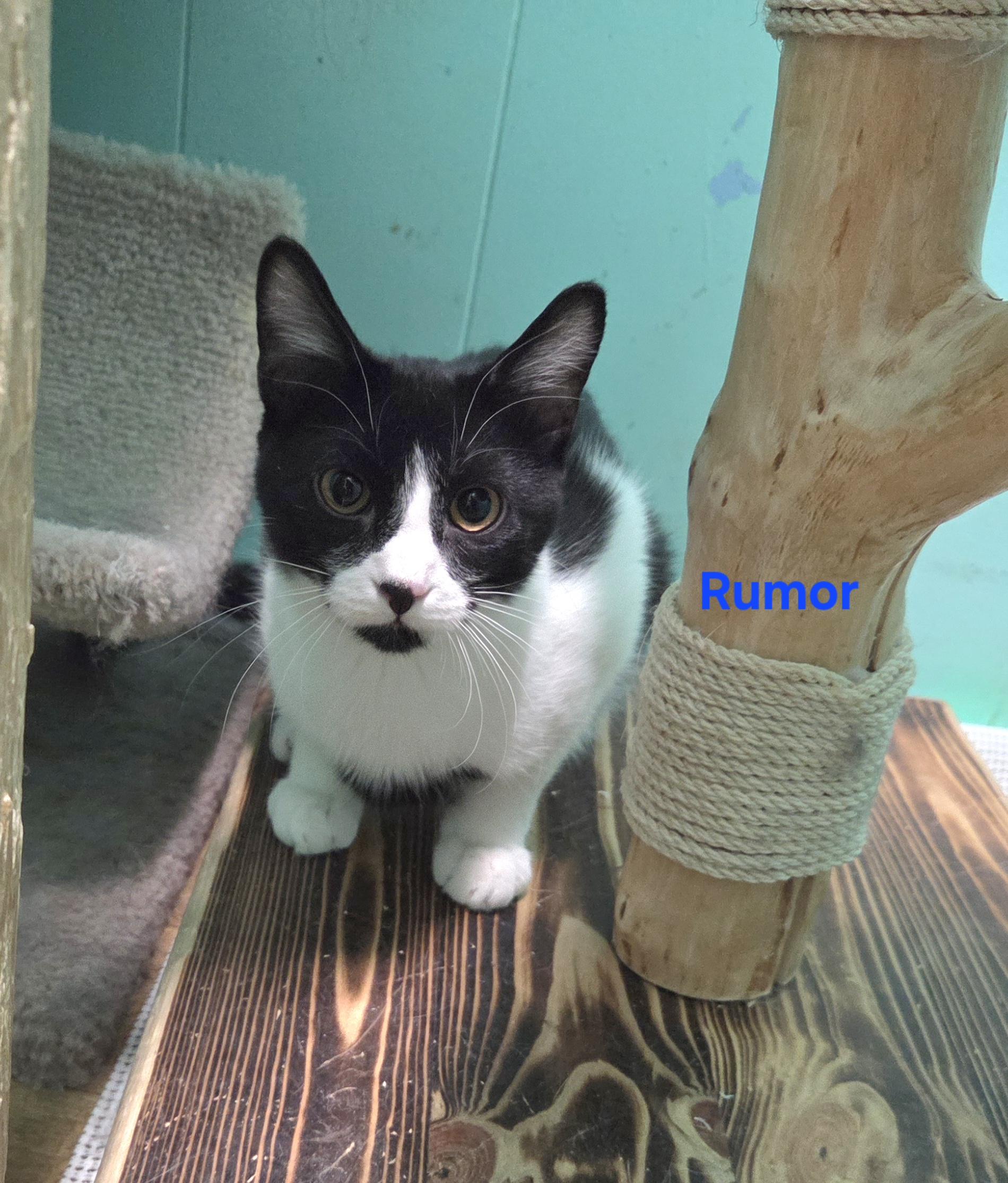 Enlarge Rumor, an adopted mixed breed in Whitewater, WI image 4/4