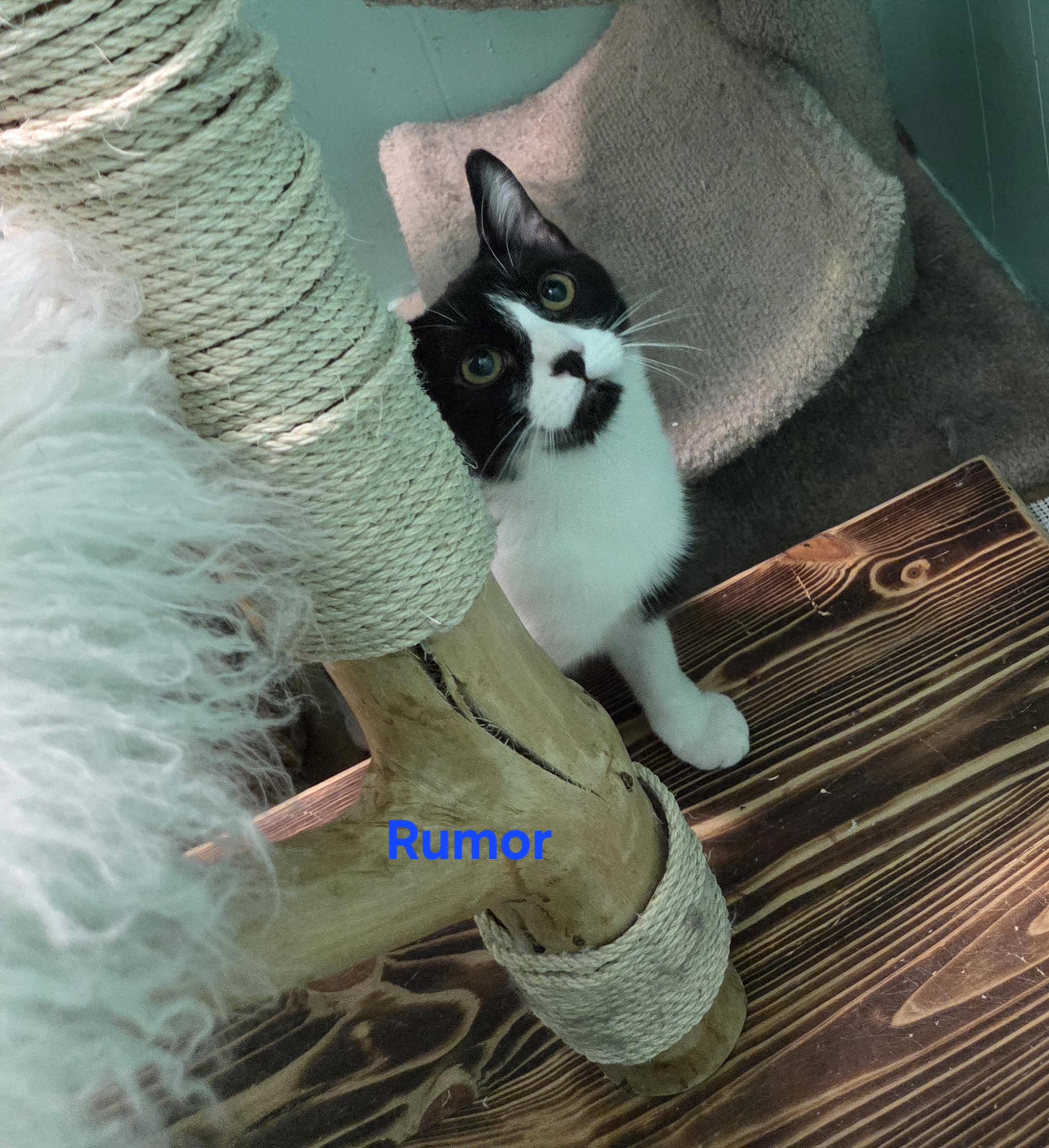Enlarge Rumor, an adopted mixed breed in Whitewater, WI image 3/4