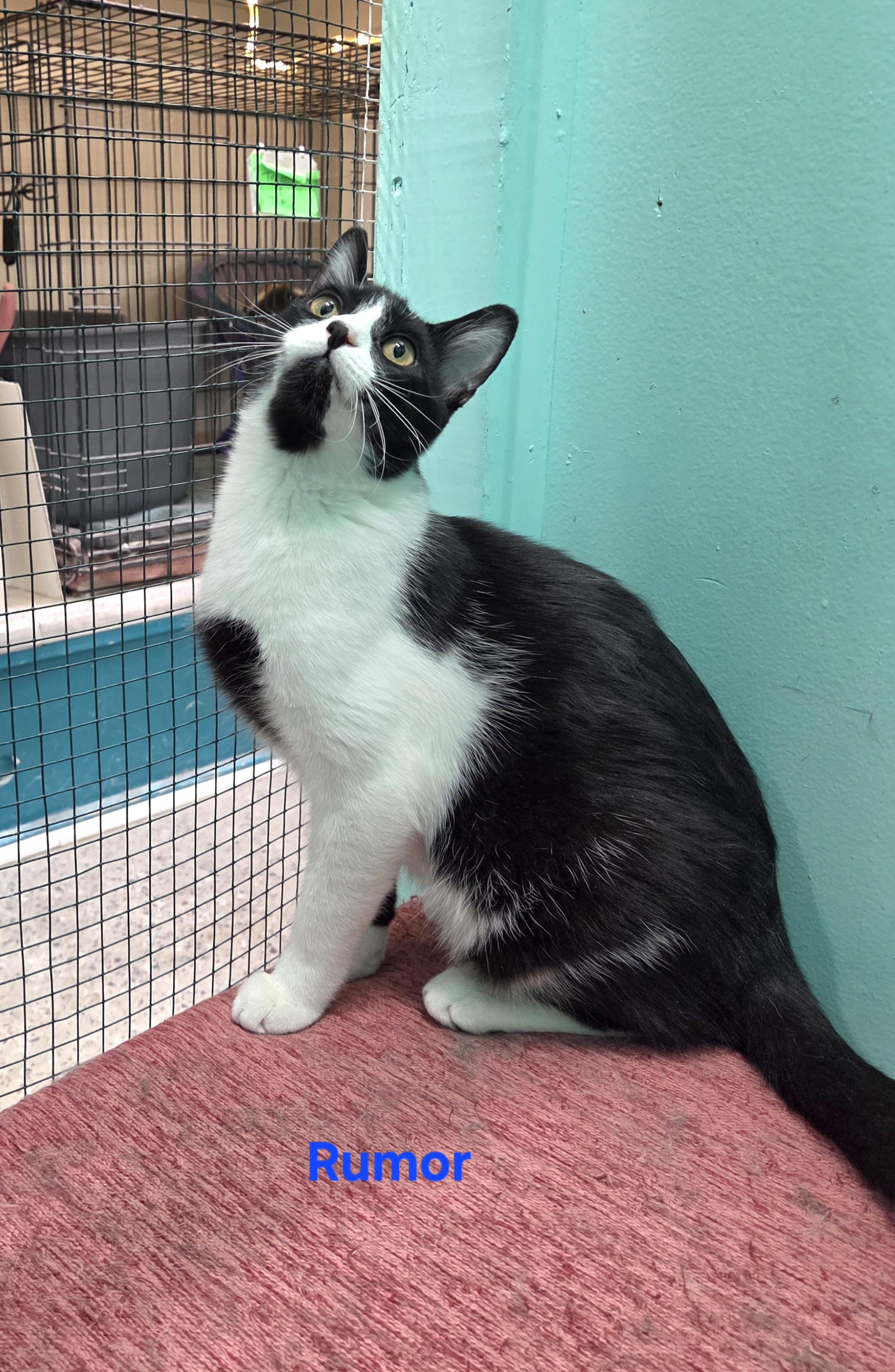 Rumor, adopted, Young Male Domestic Short Hair.